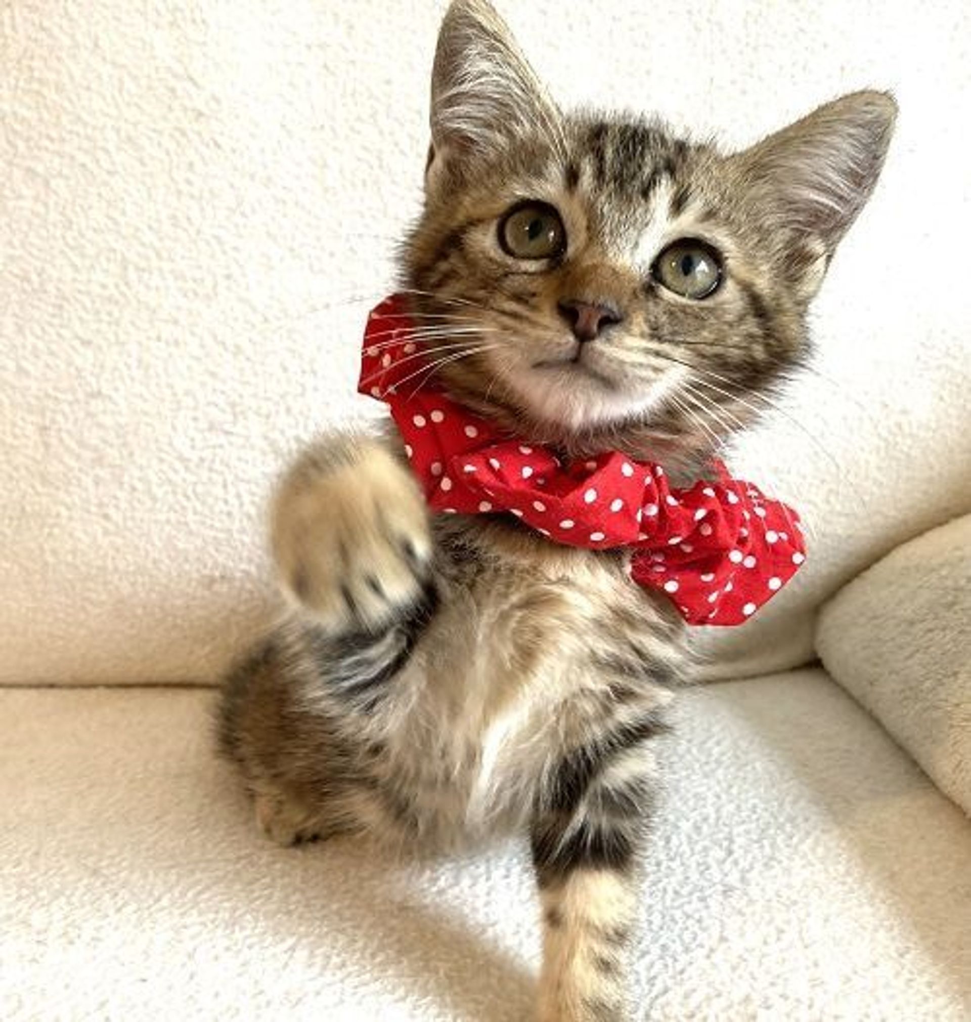 雑種（ミックス猫）・メスの里親募集の写真