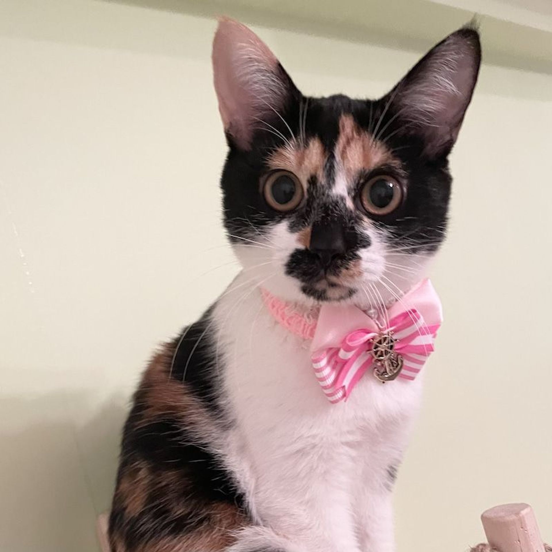 日本猫・メスの里親募集の写真