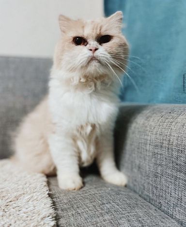 フエゴ