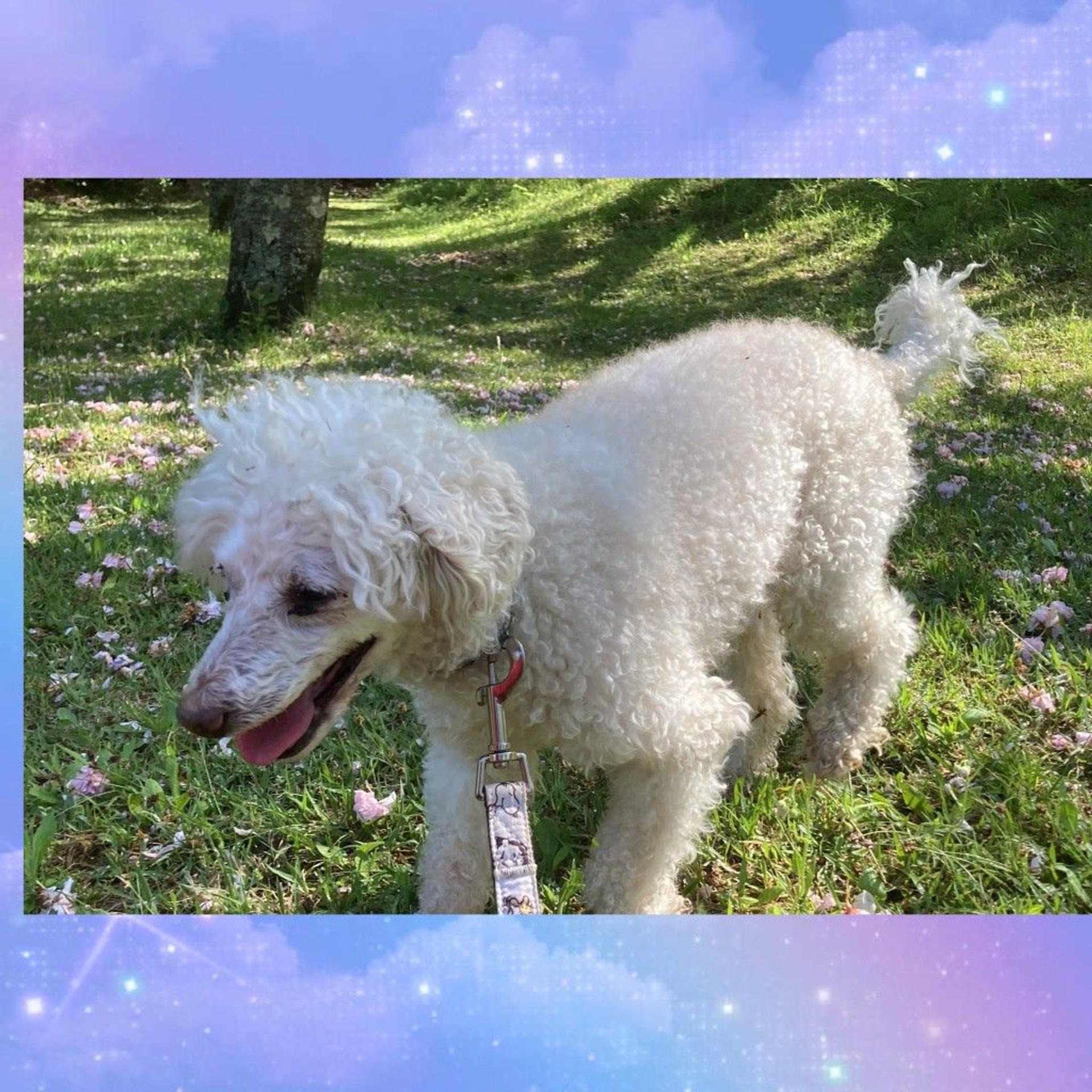 pet-image-3