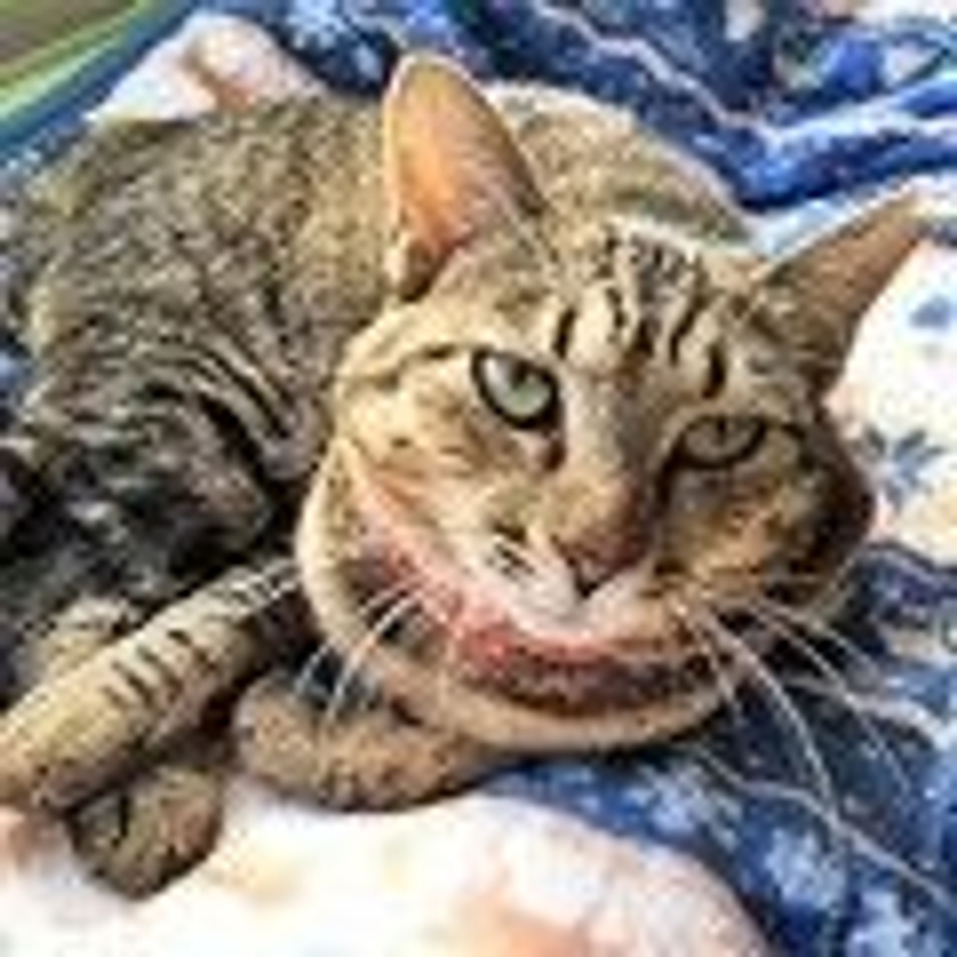 雑種（ミックス猫）・メスの里親募集の写真