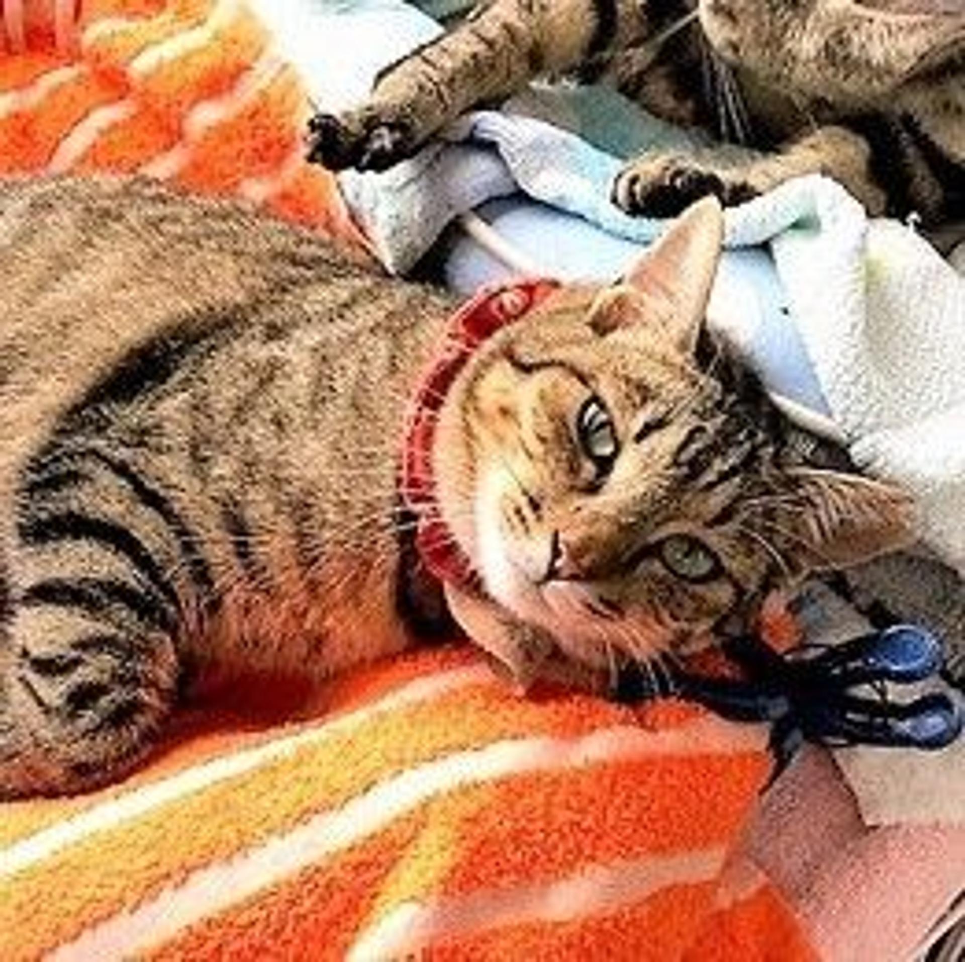 pet-image-4