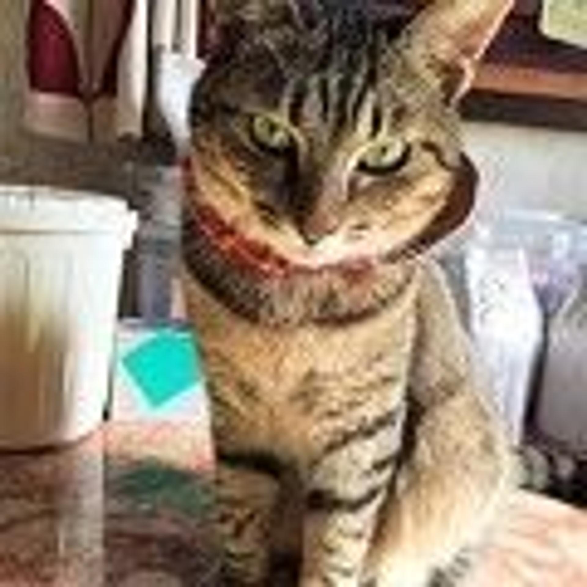 pet-image-5