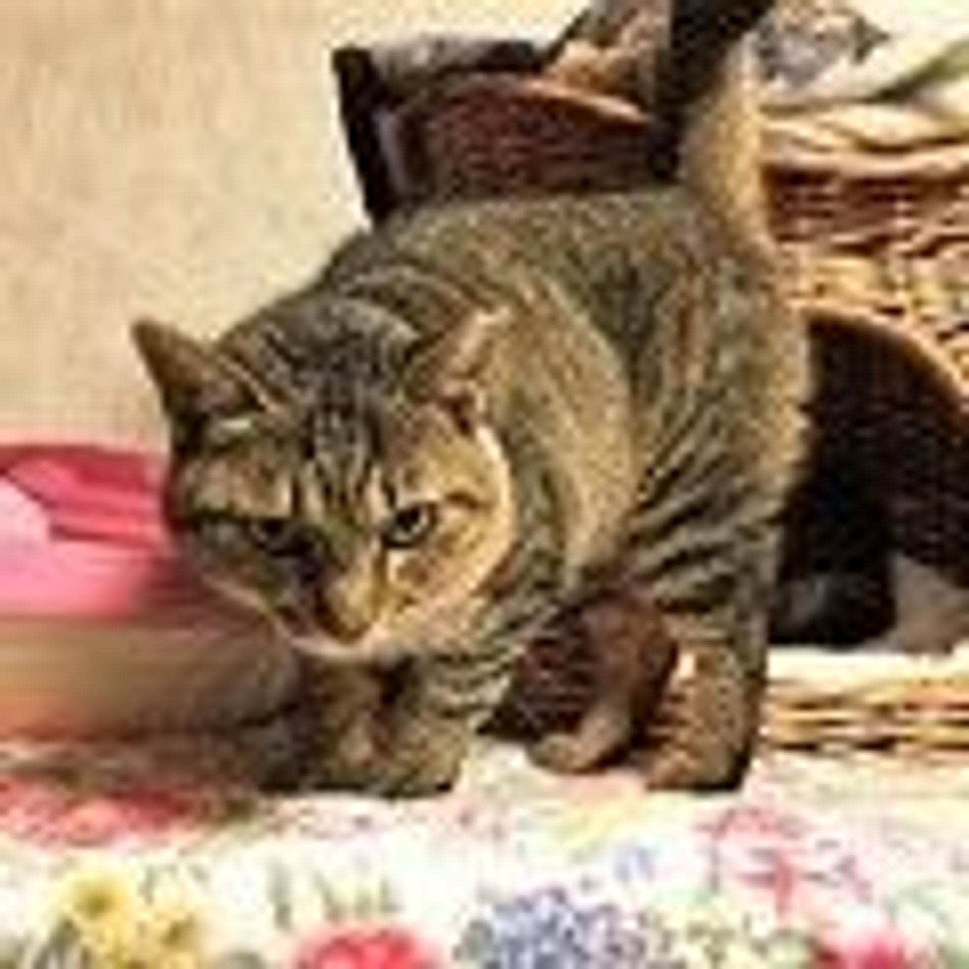 pet-image-6
