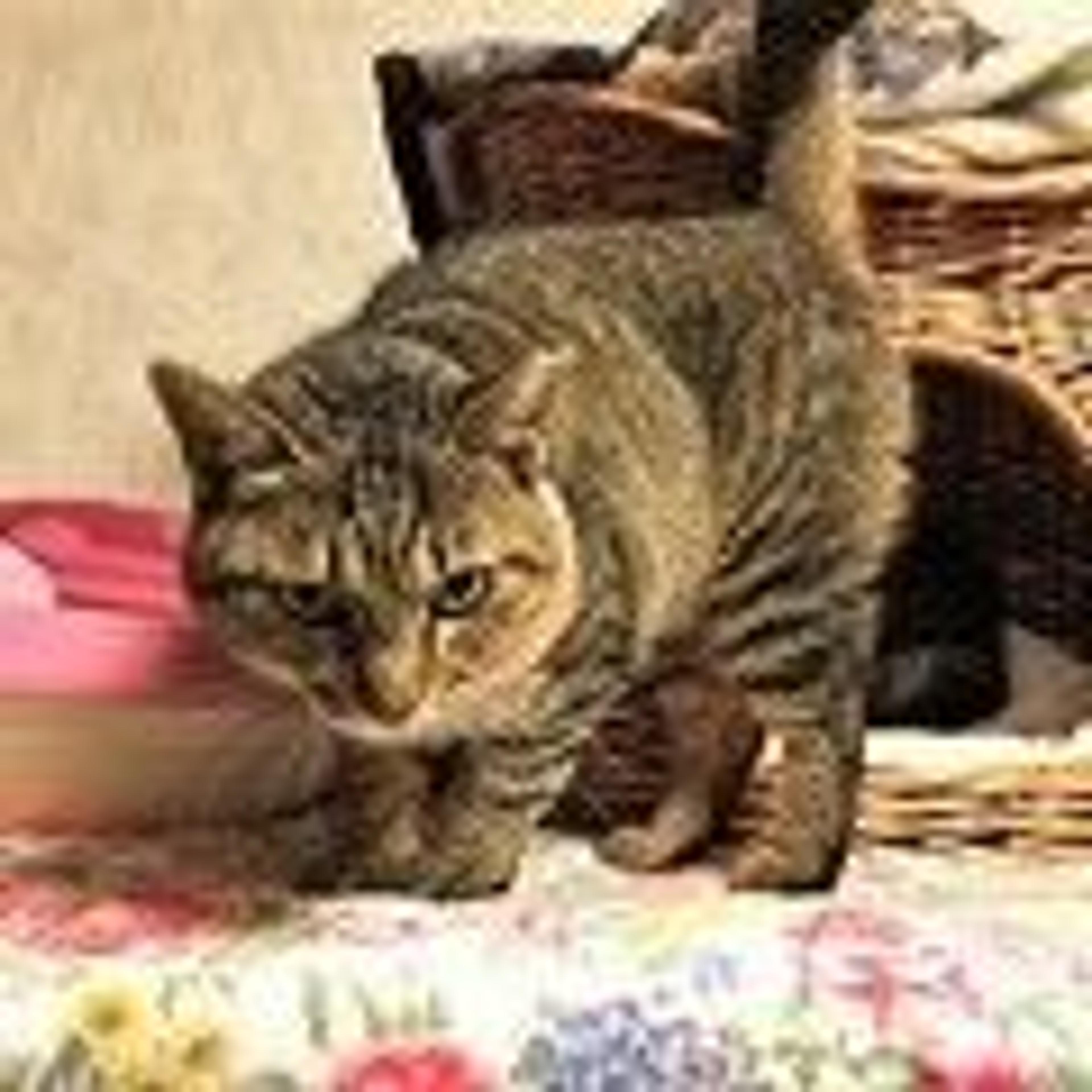 pet-image-6
