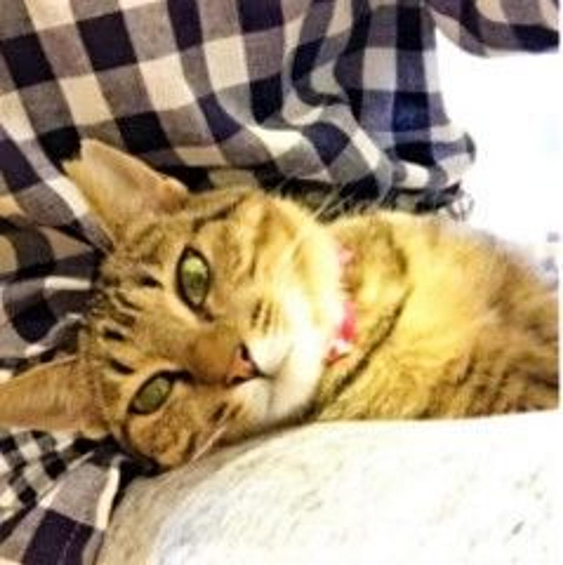 pet-image-7