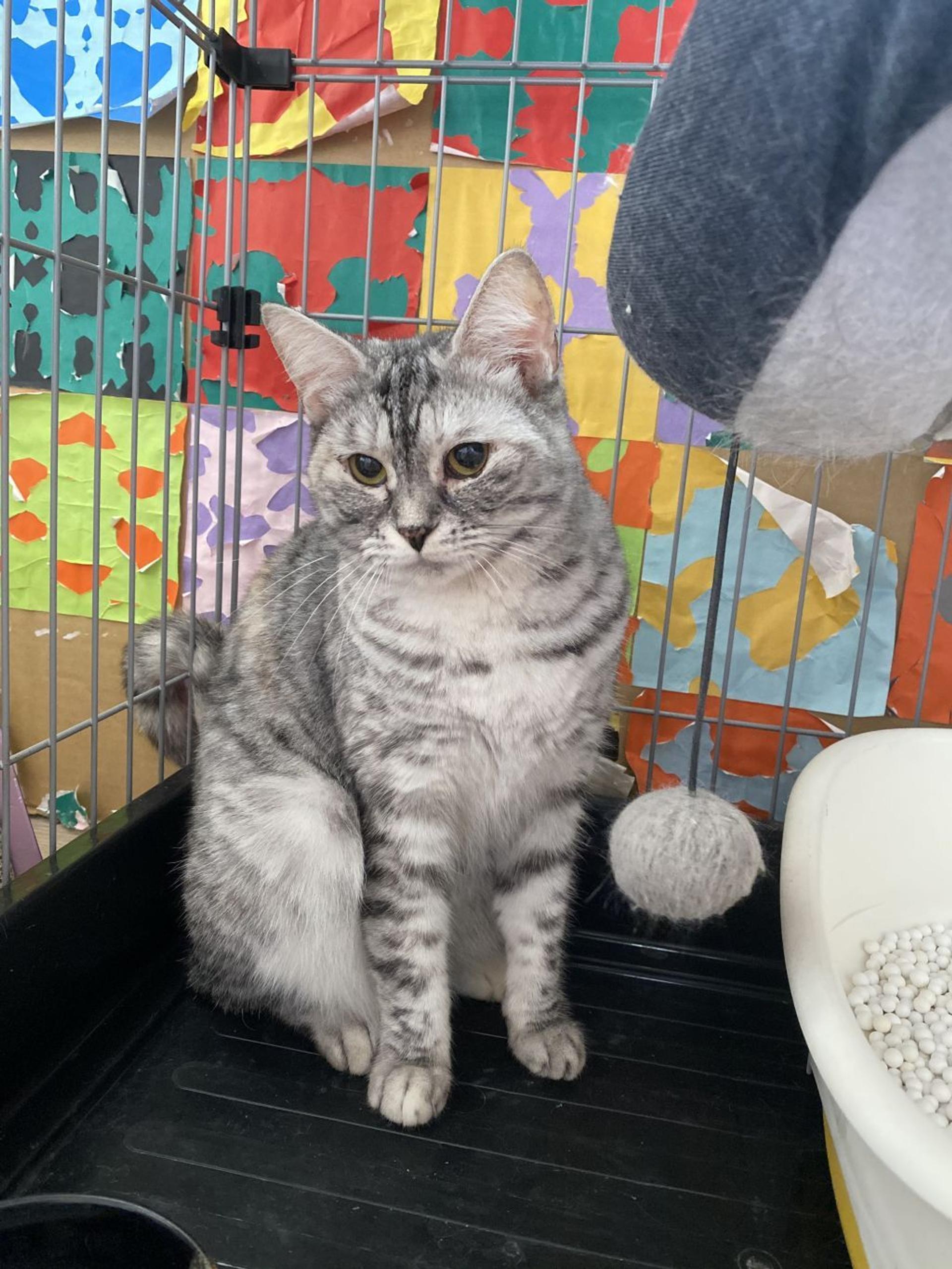 pet-image-2