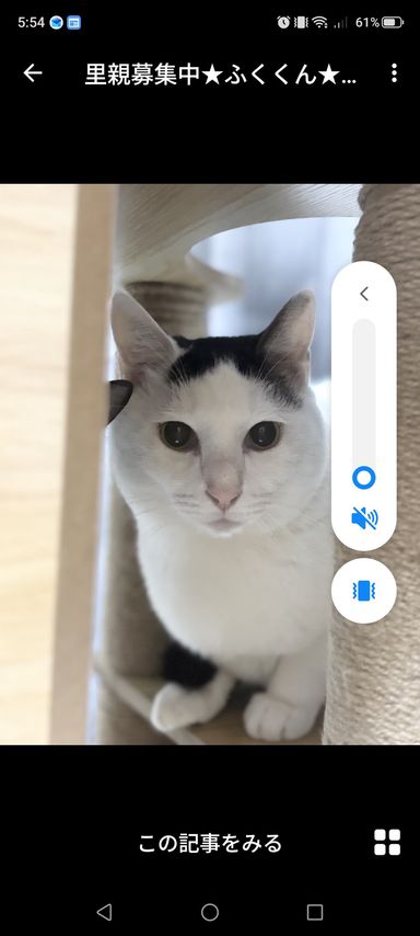 雑種（ミックス猫）・オスの里親募集の写真
