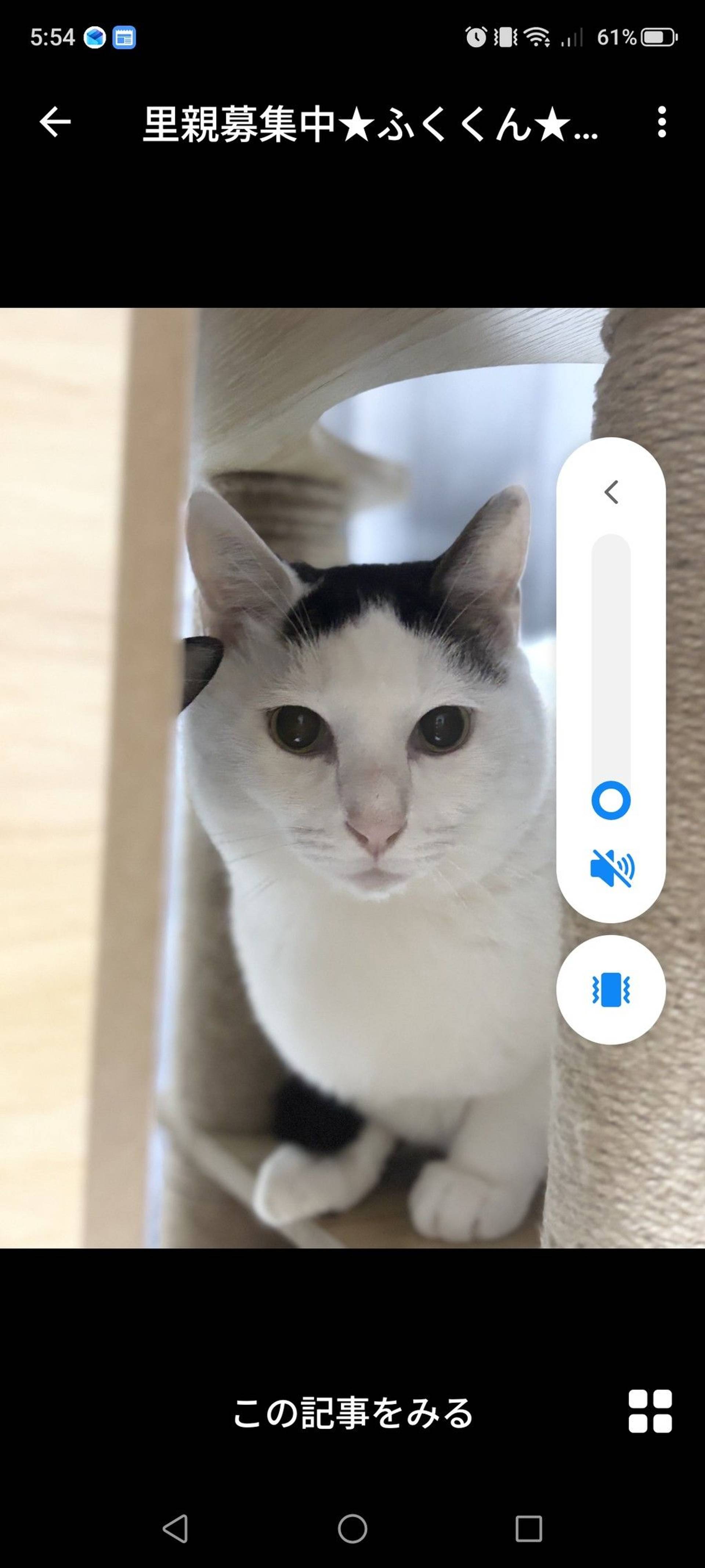 雑種（ミックス猫）・オスの里親募集の写真