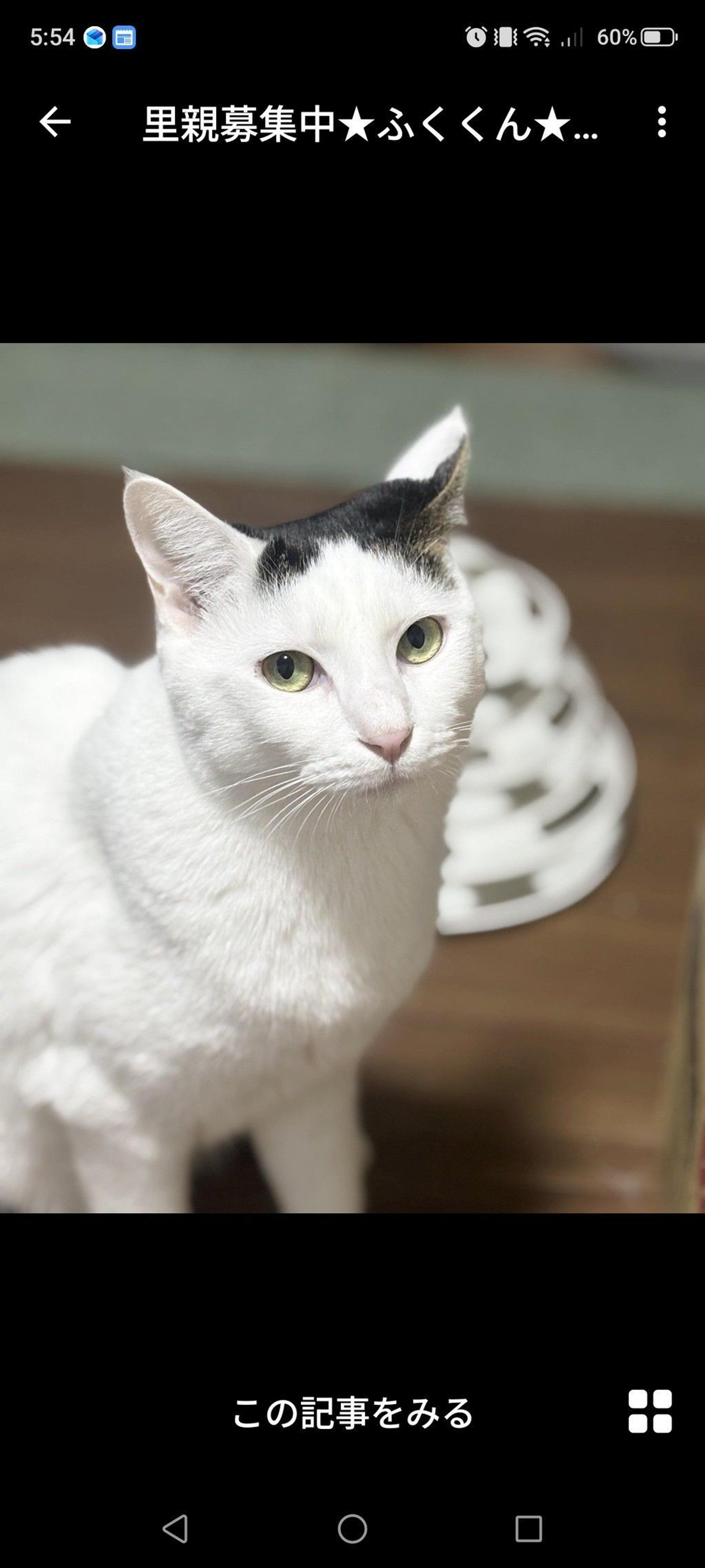 pet-image-2