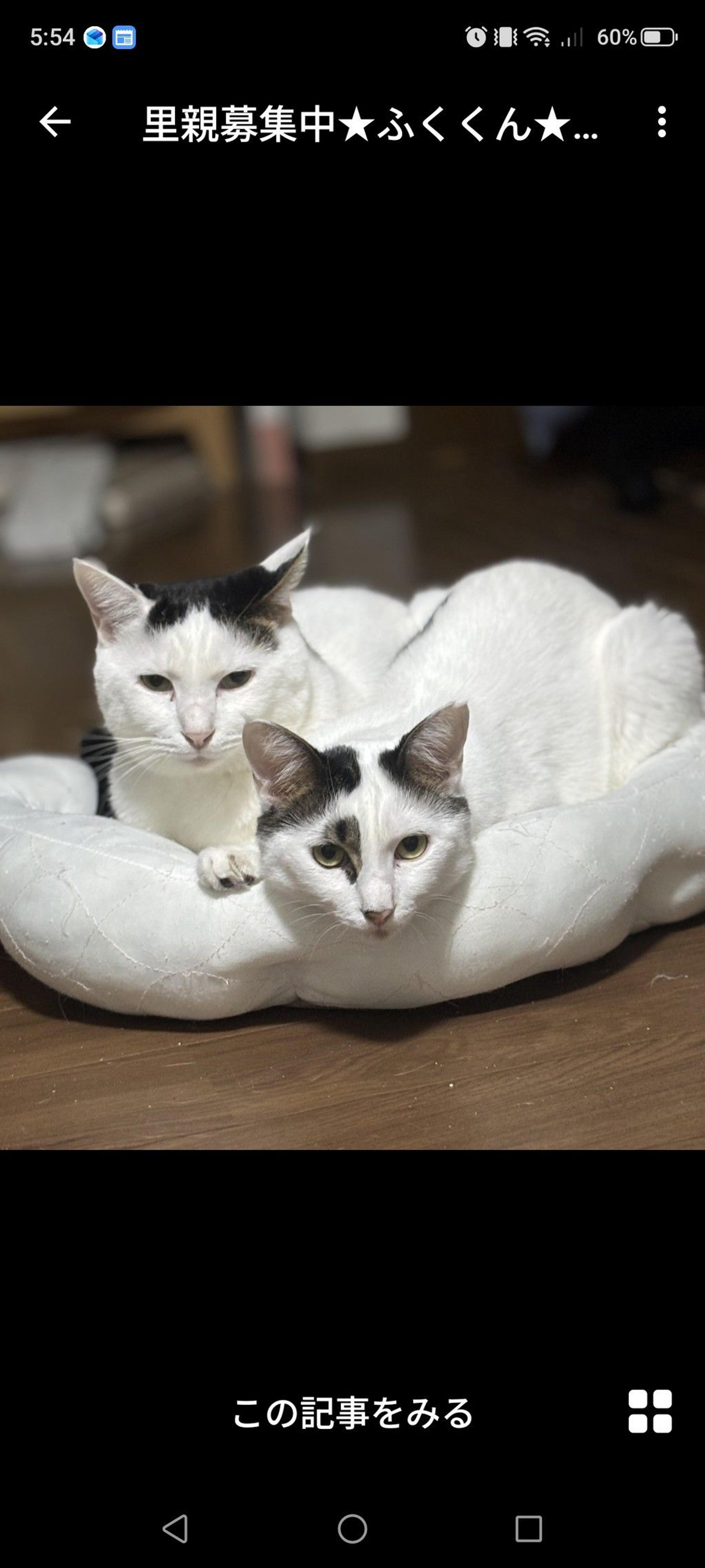 pet-image-3