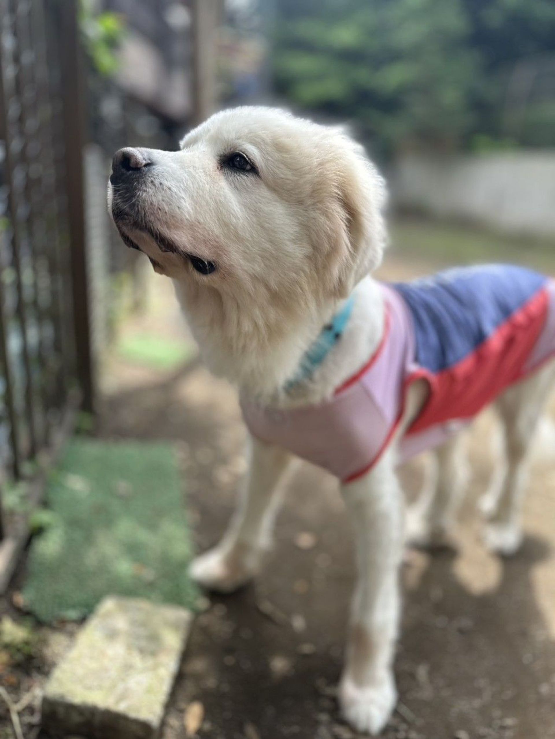 秋田犬・オスの里親募集の写真