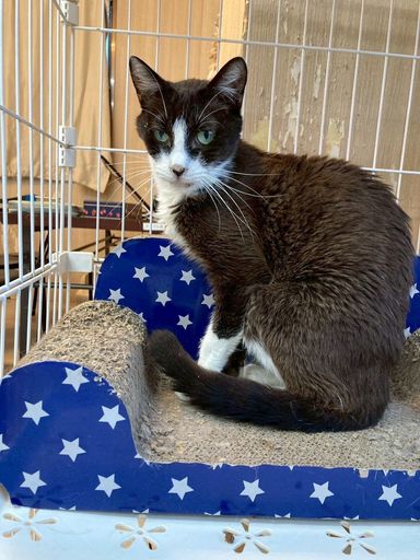 トーヤ「１月１７日譲渡会参加」