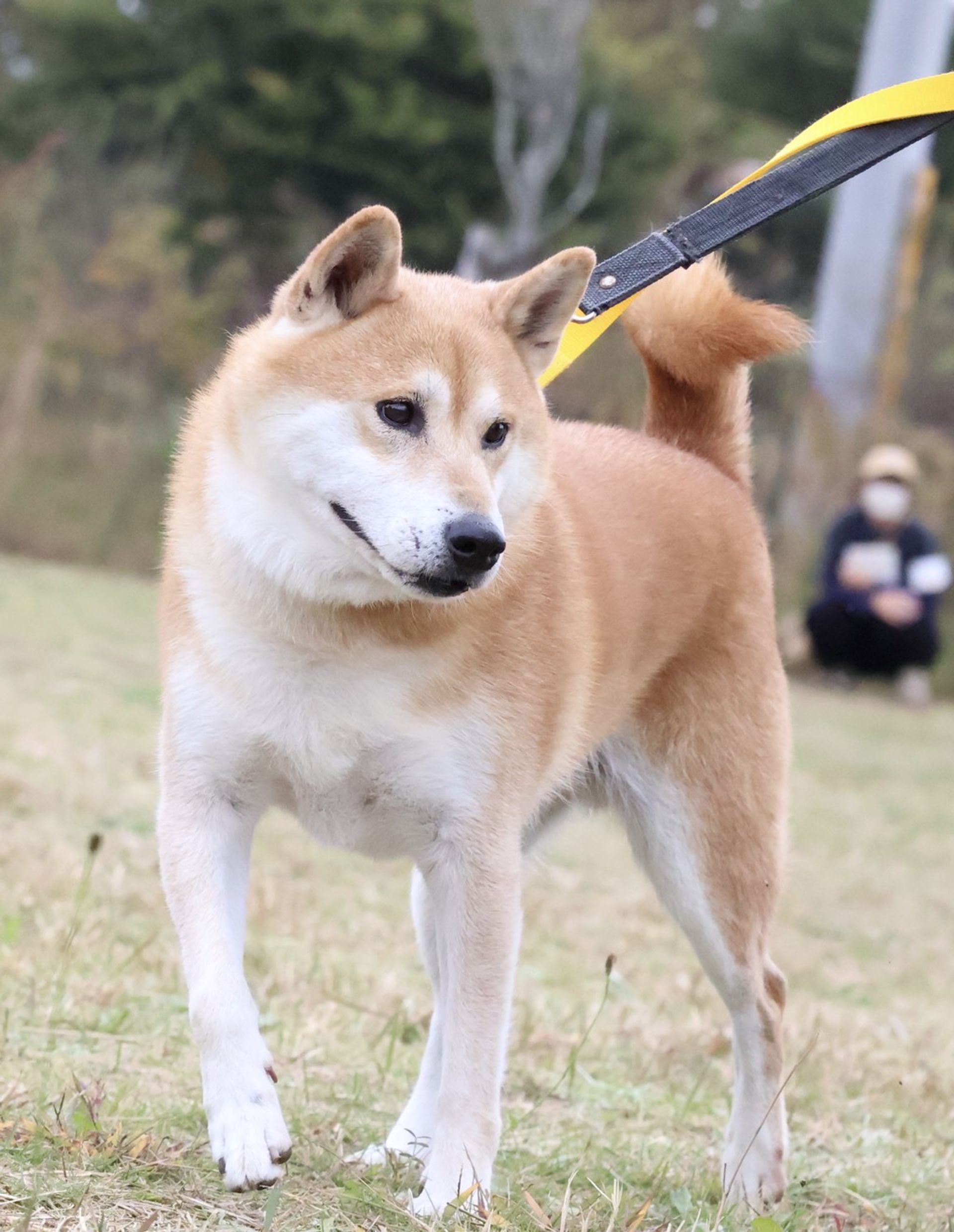 柴犬・オスの里親募集の写真