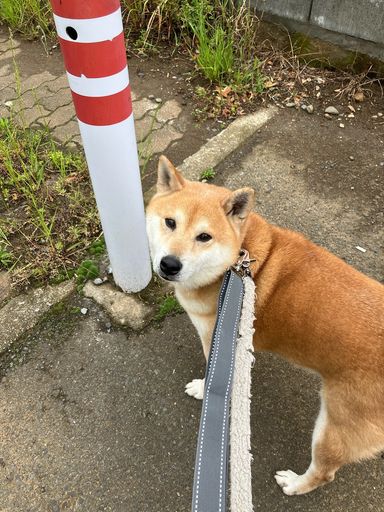太郎