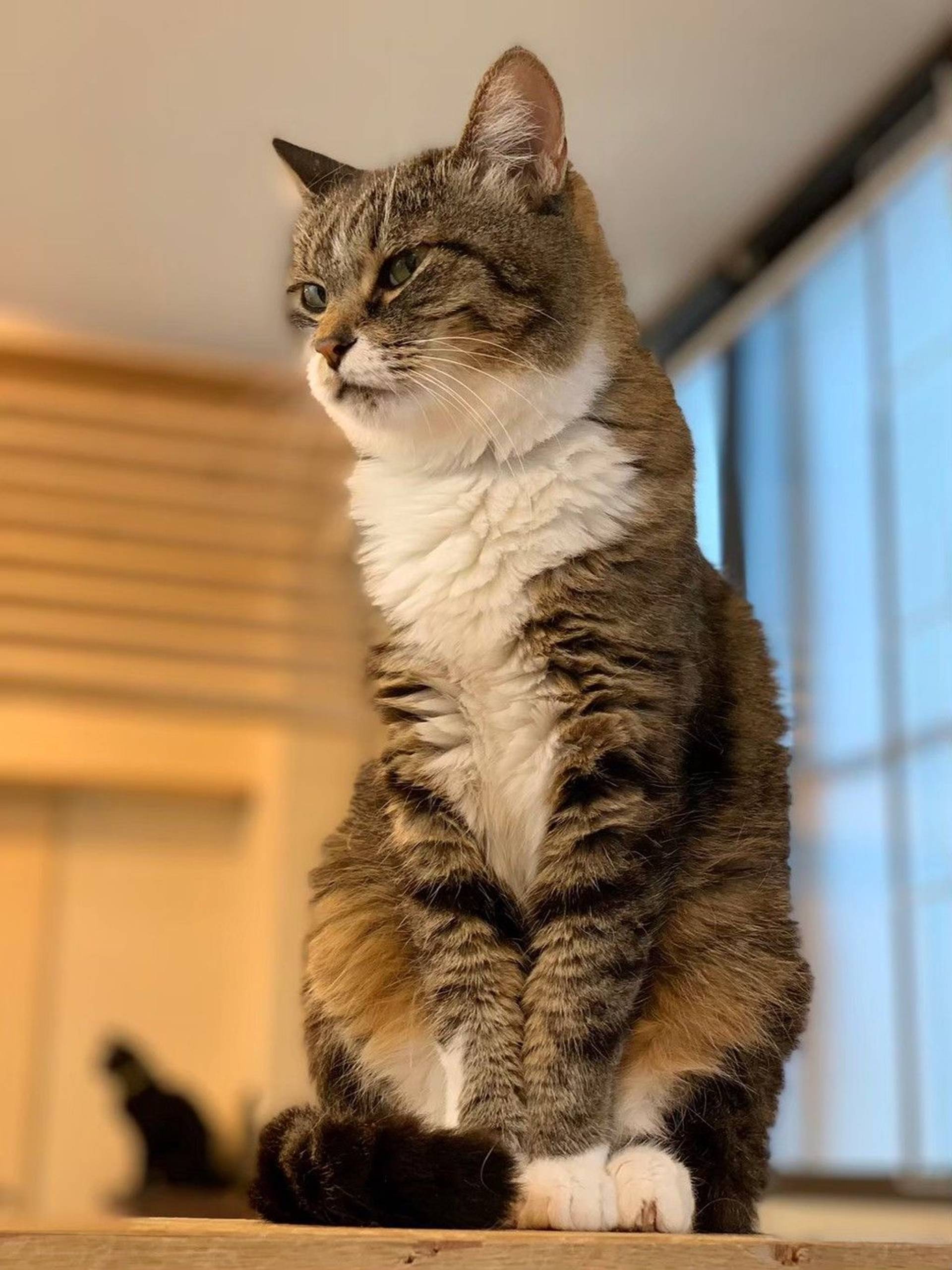雑種（ミックス猫）・メスの里親募集の写真