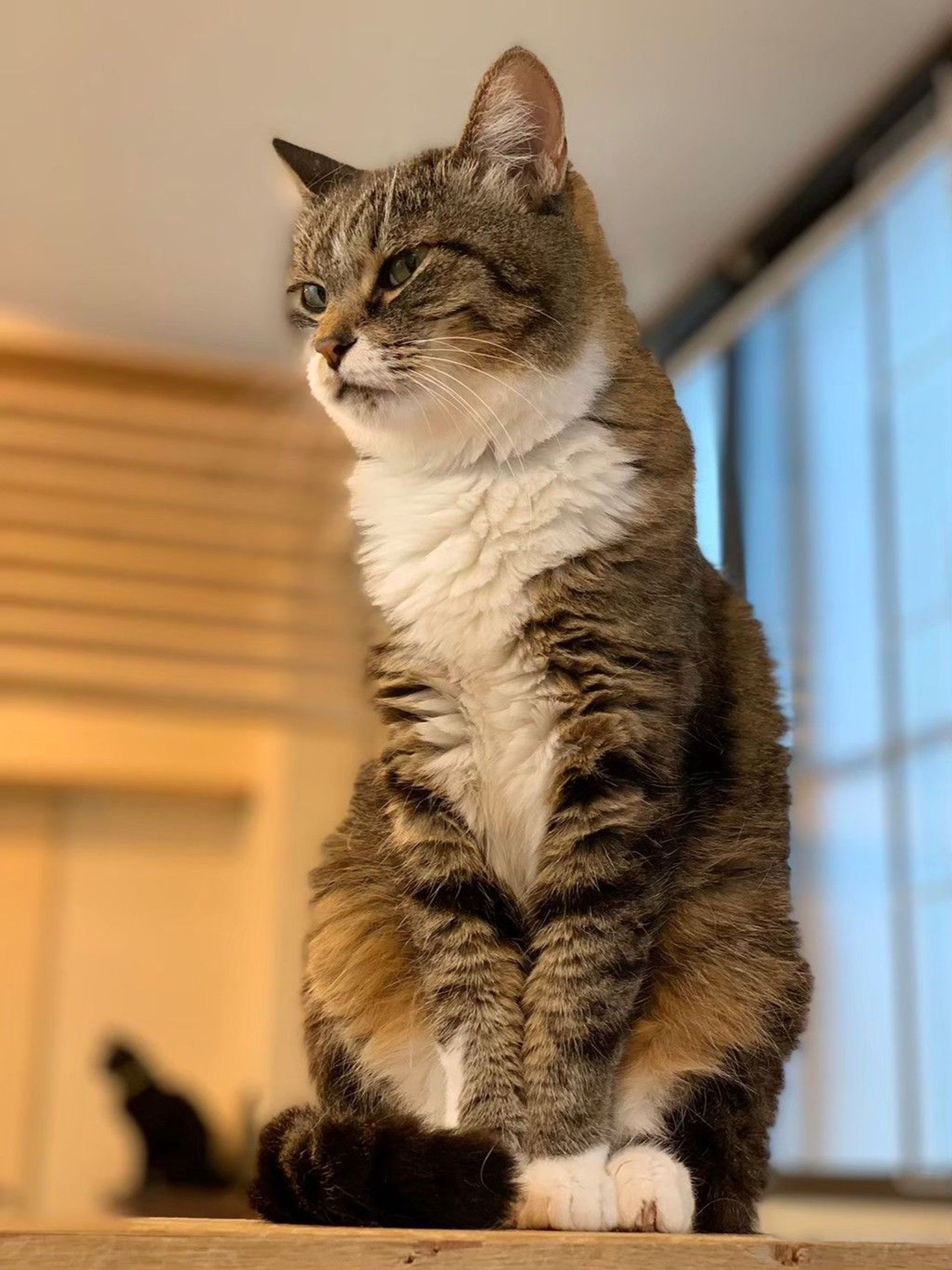 雑種（ミックス猫）・メスの里親募集の写真