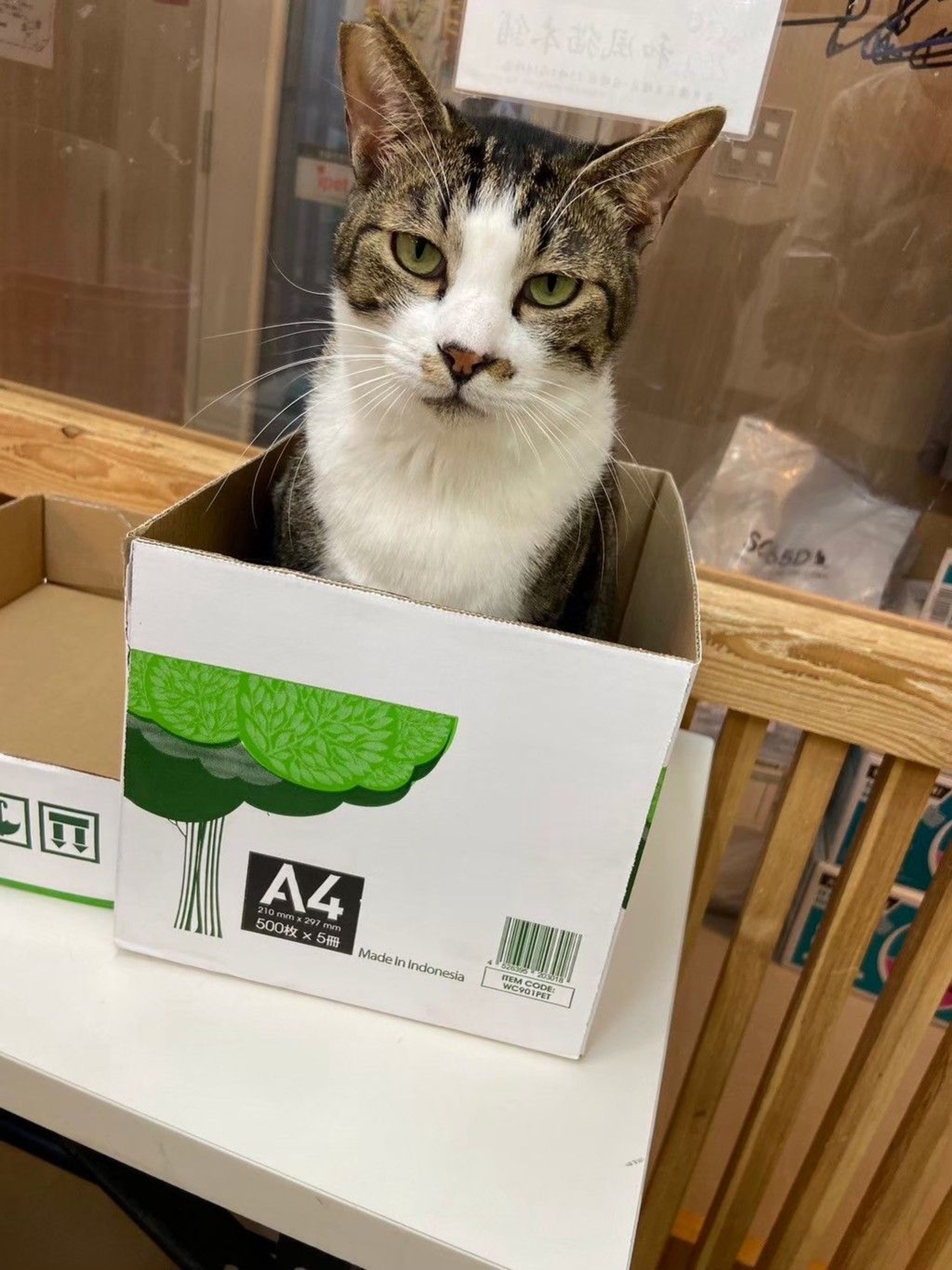 雑種（ミックス猫）・オスの里親募集の写真