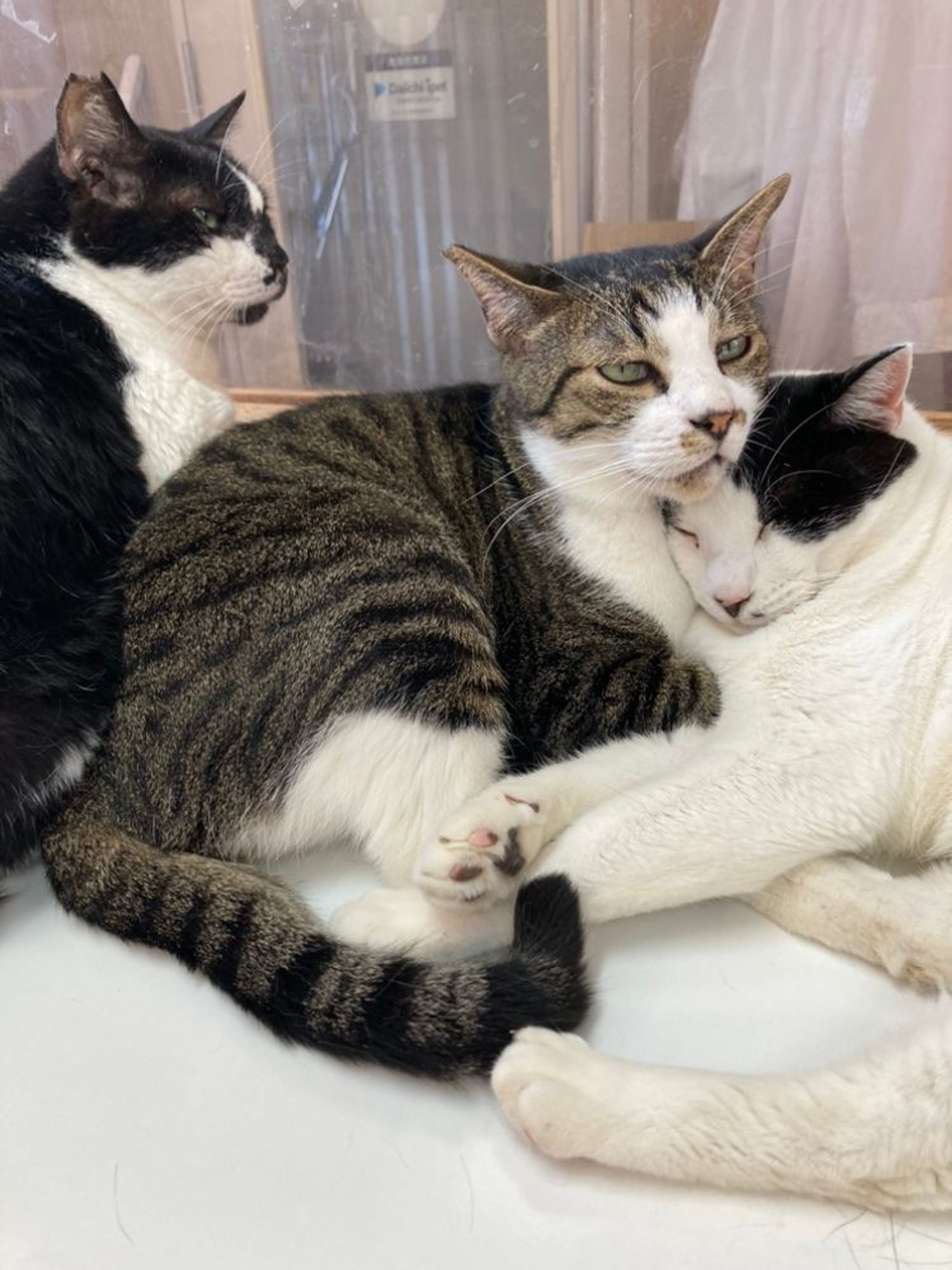 雑種（ミックス猫）・オスの里親募集の写真