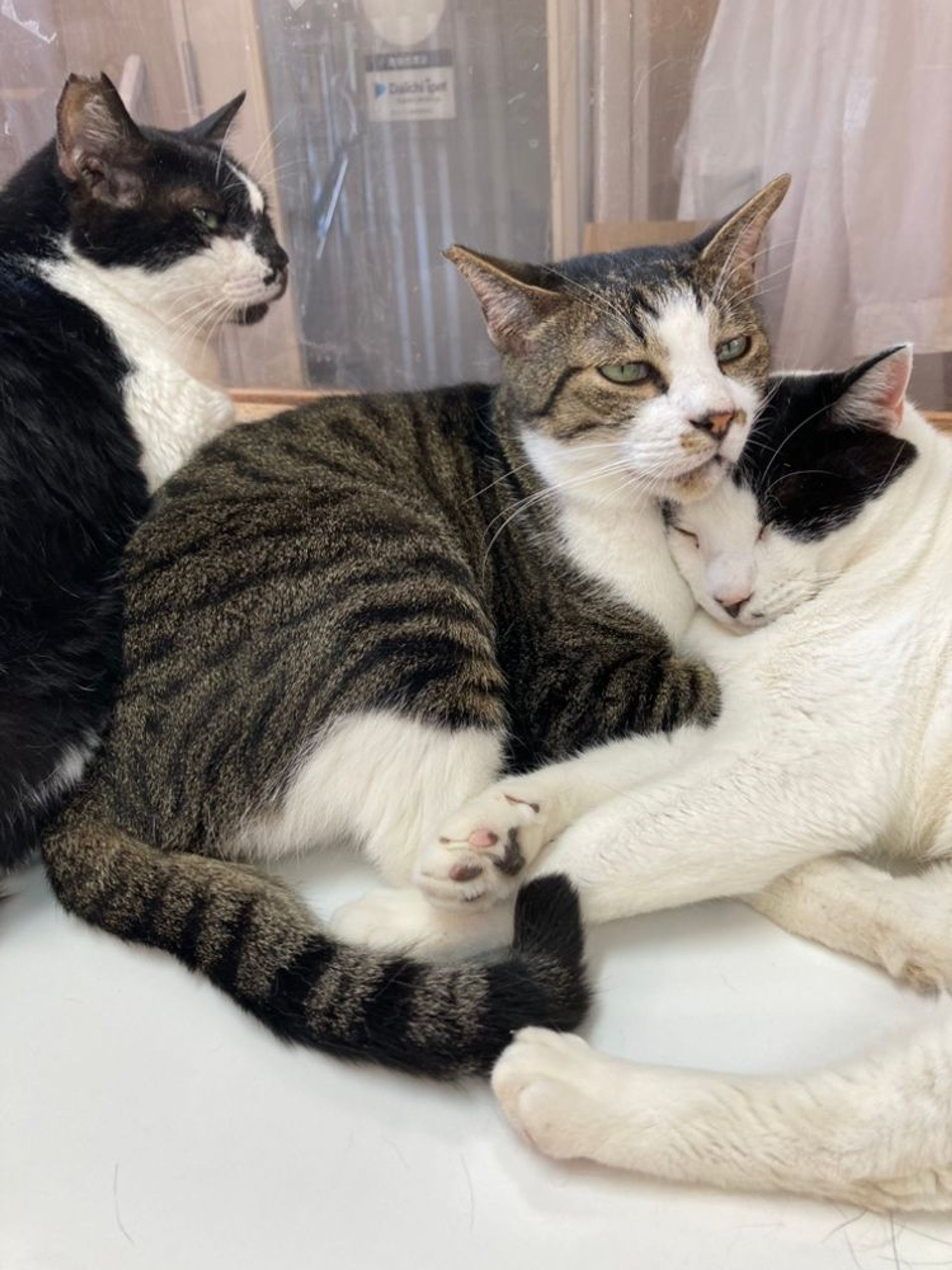 雑種（ミックス猫）・オスの里親募集の写真