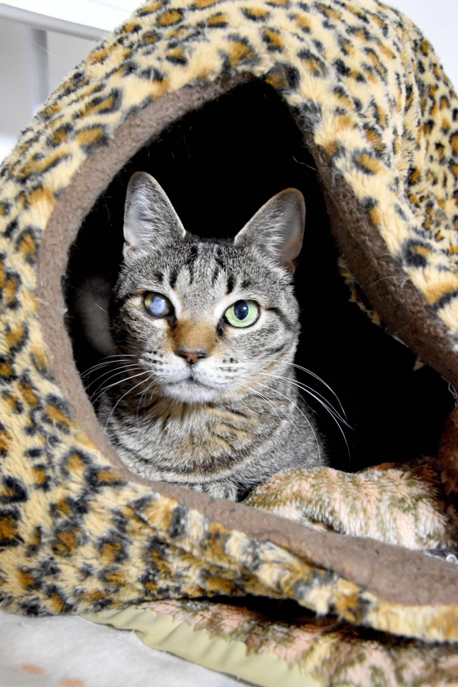 pet-image-5