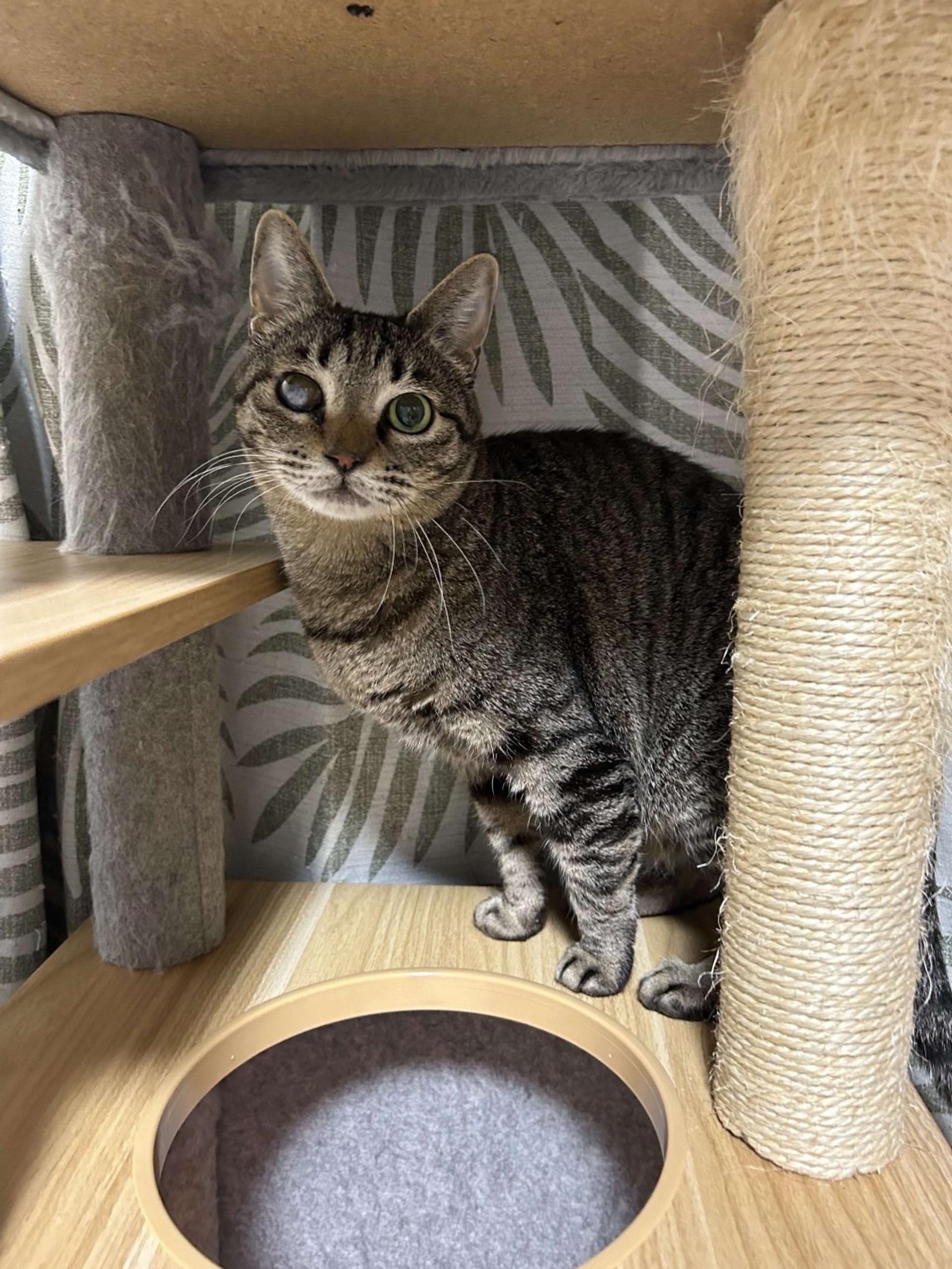 pet-image-2
