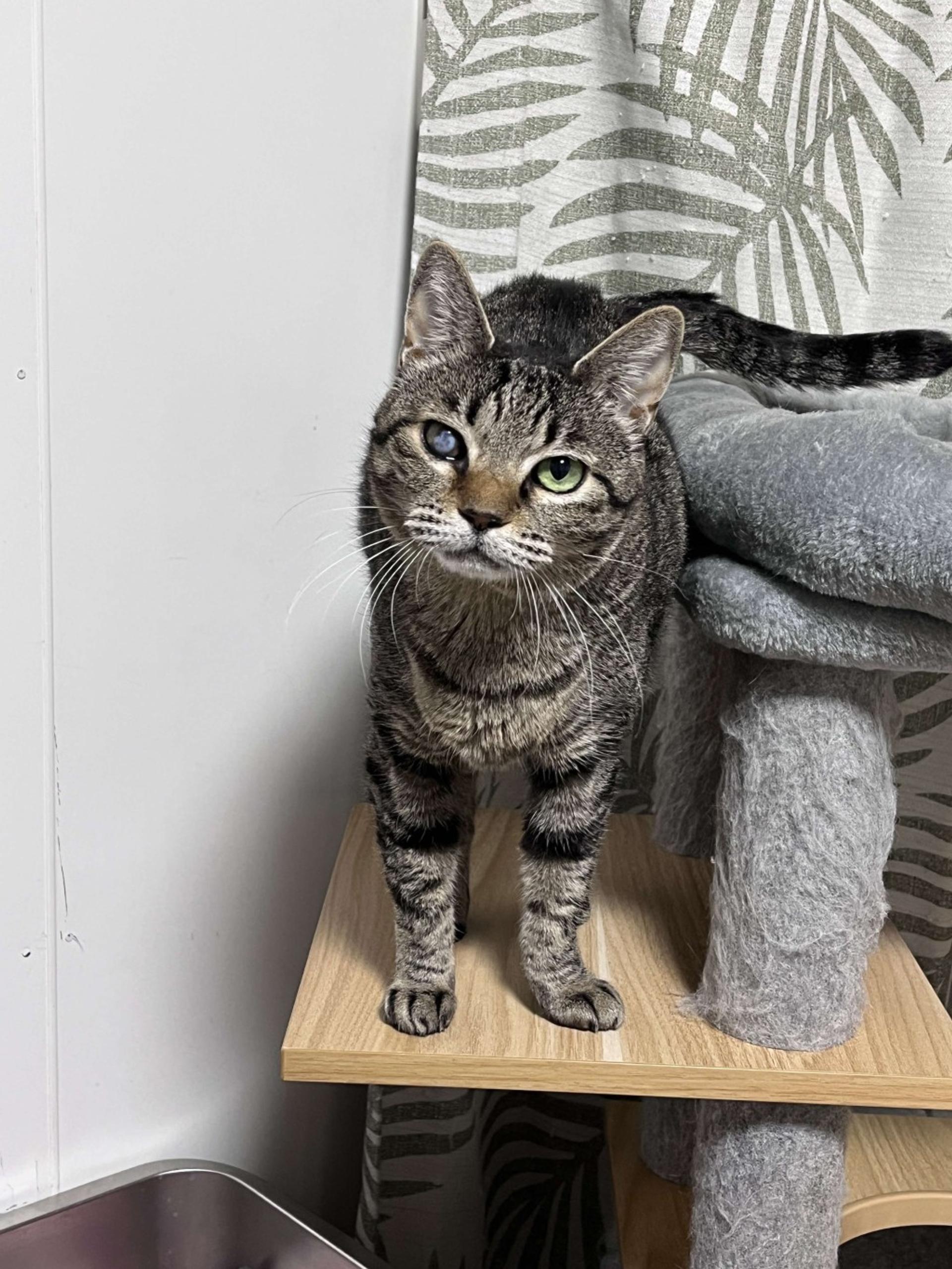 pet-image-9
