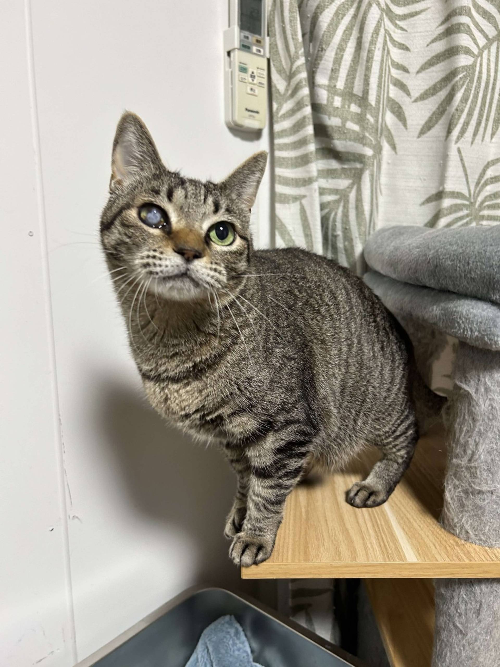 雑種（ミックス猫）・メスの里親募集の写真