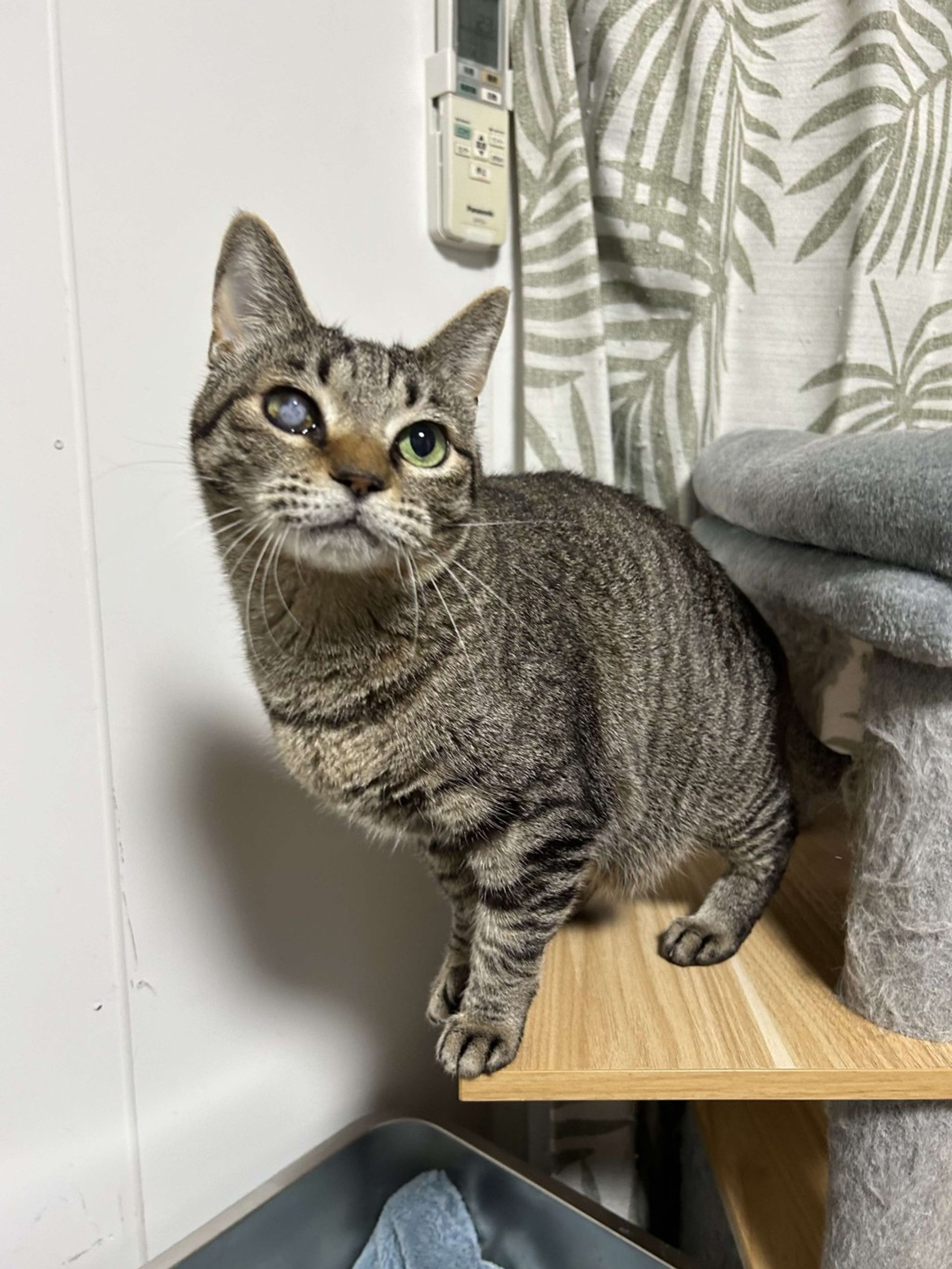 雑種（ミックス猫）・メスの里親募集の写真
