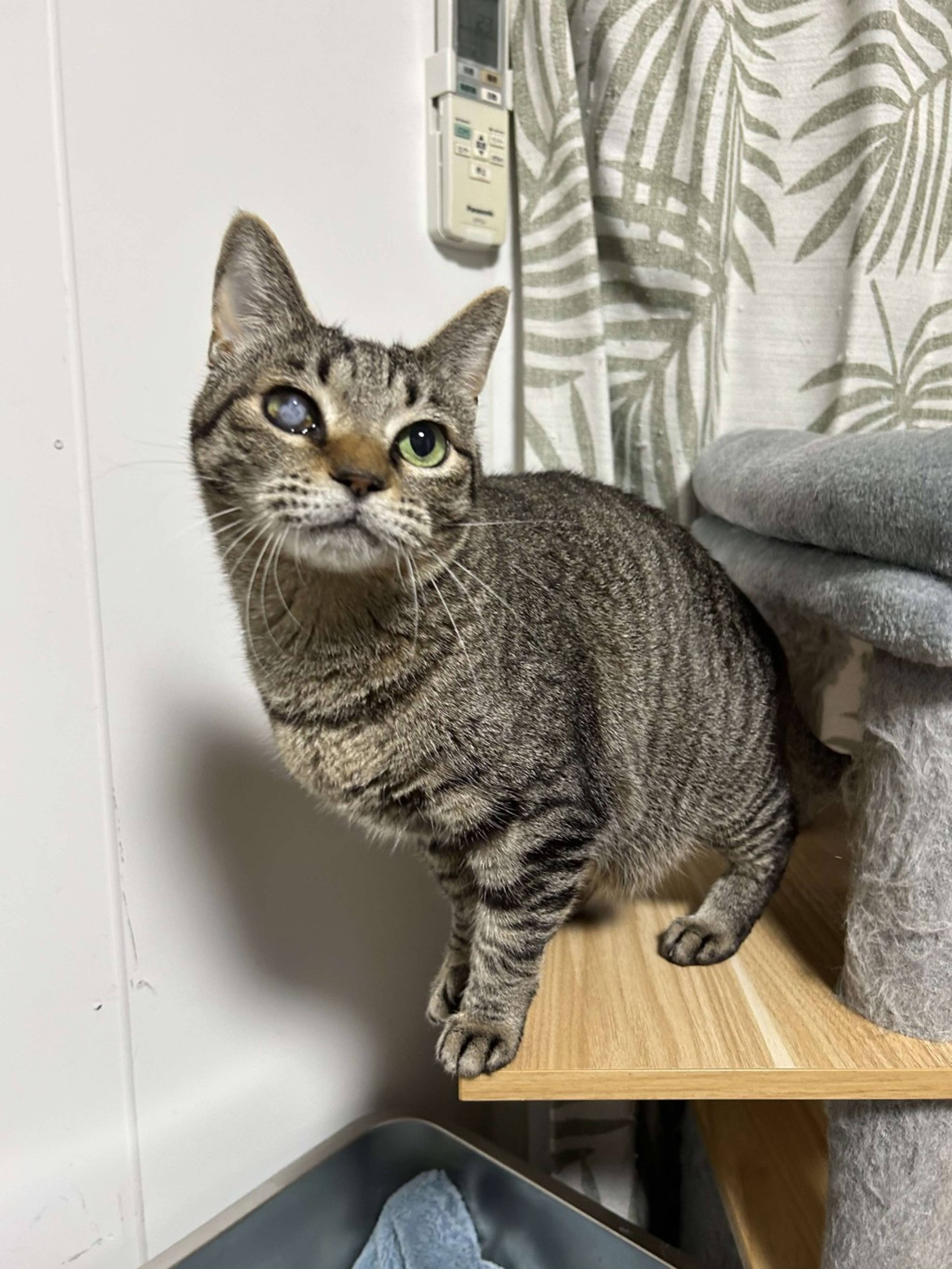 雑種（ミックス猫）・メスの里親募集の写真