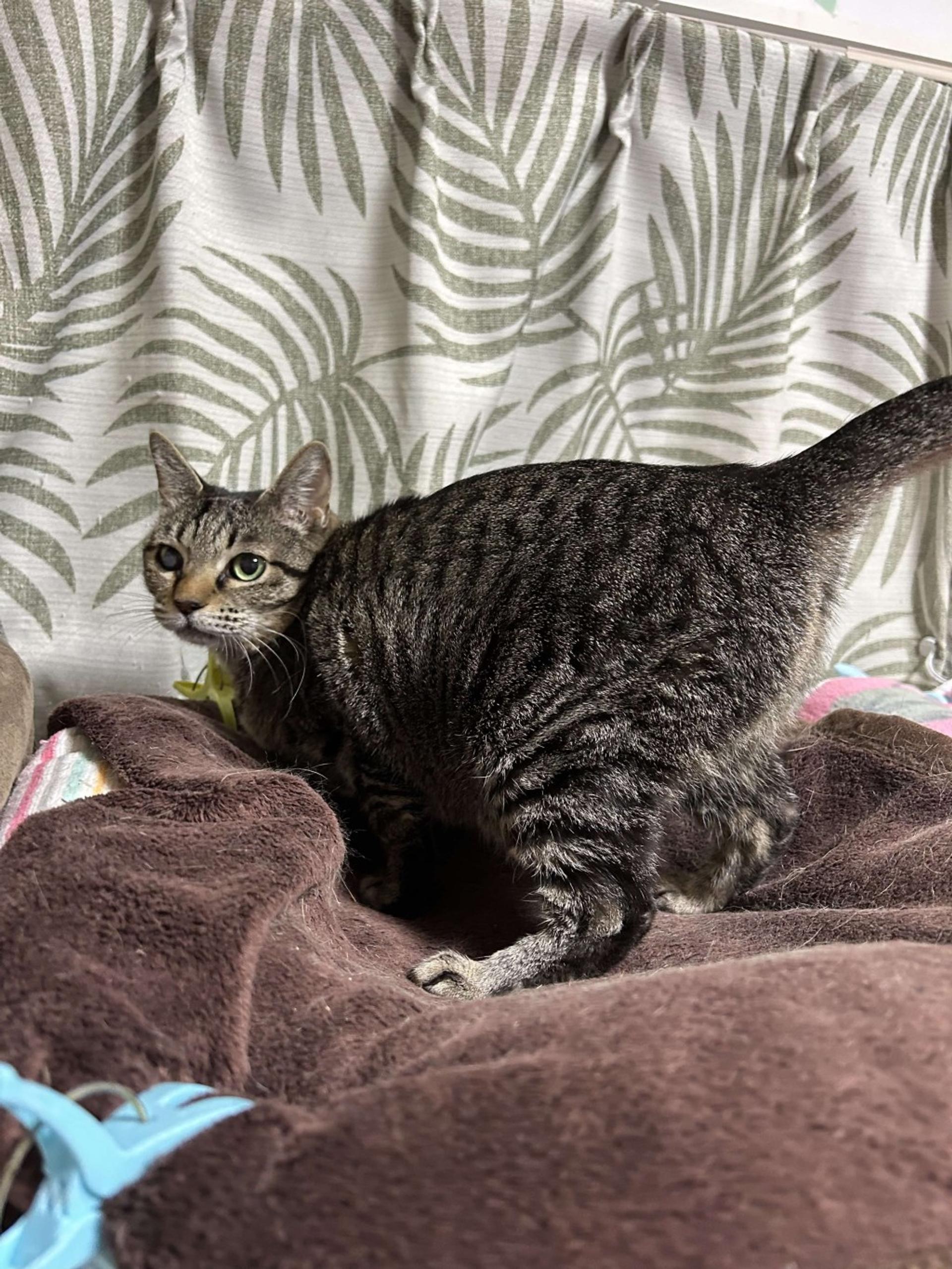 pet-image-6