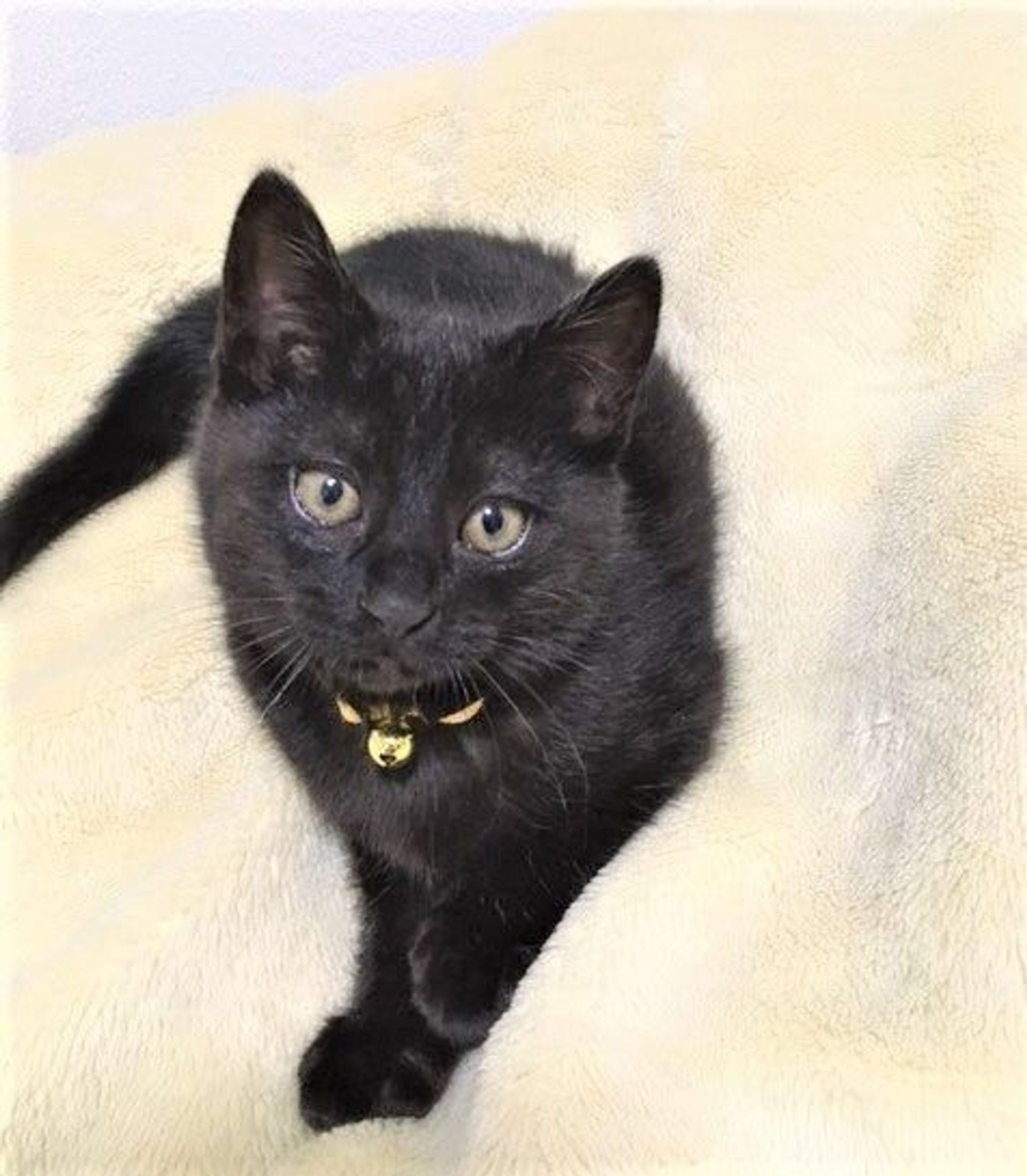 雑種（ミックス猫）・オスの里親募集の写真