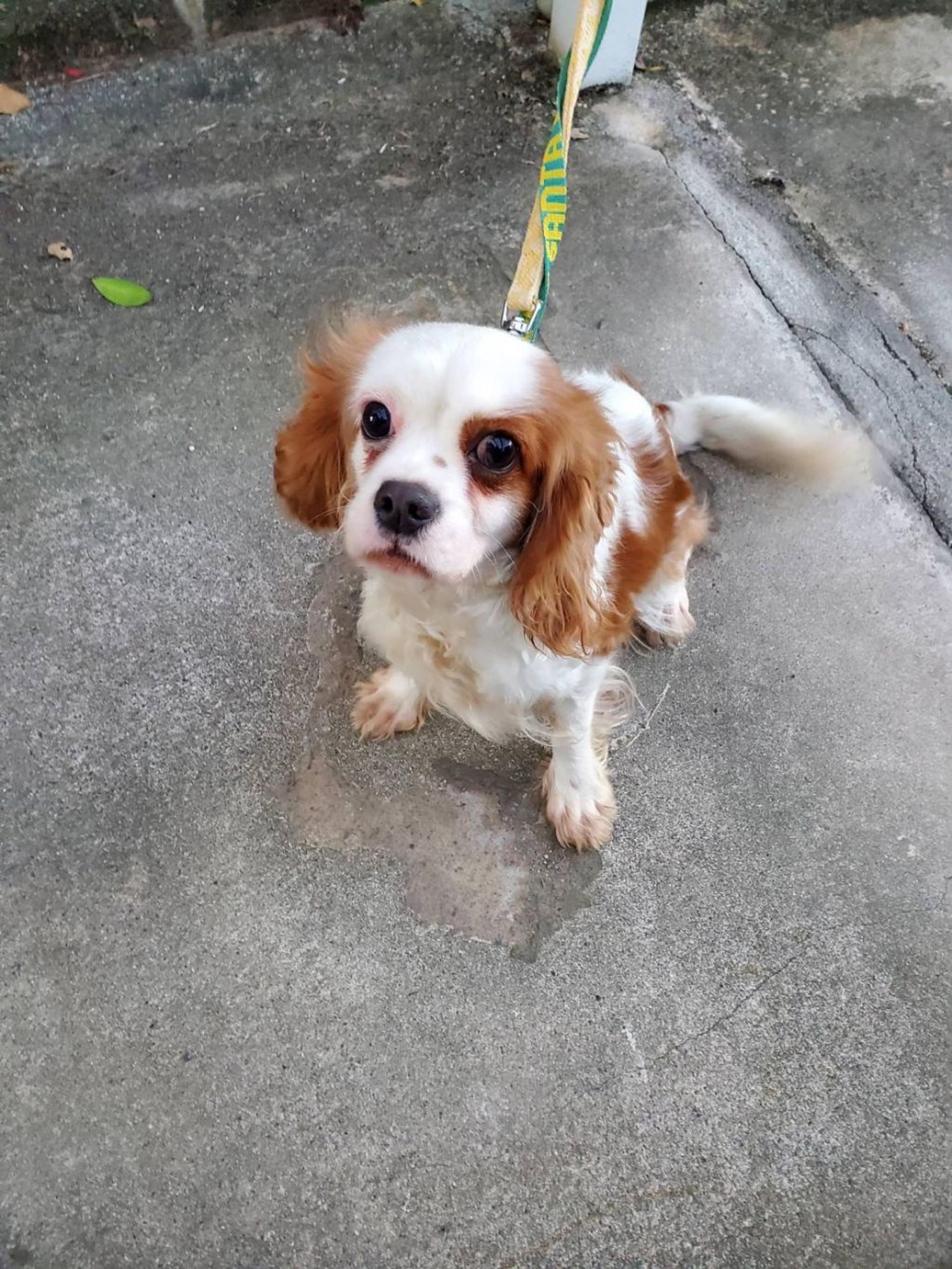 pet-image-2