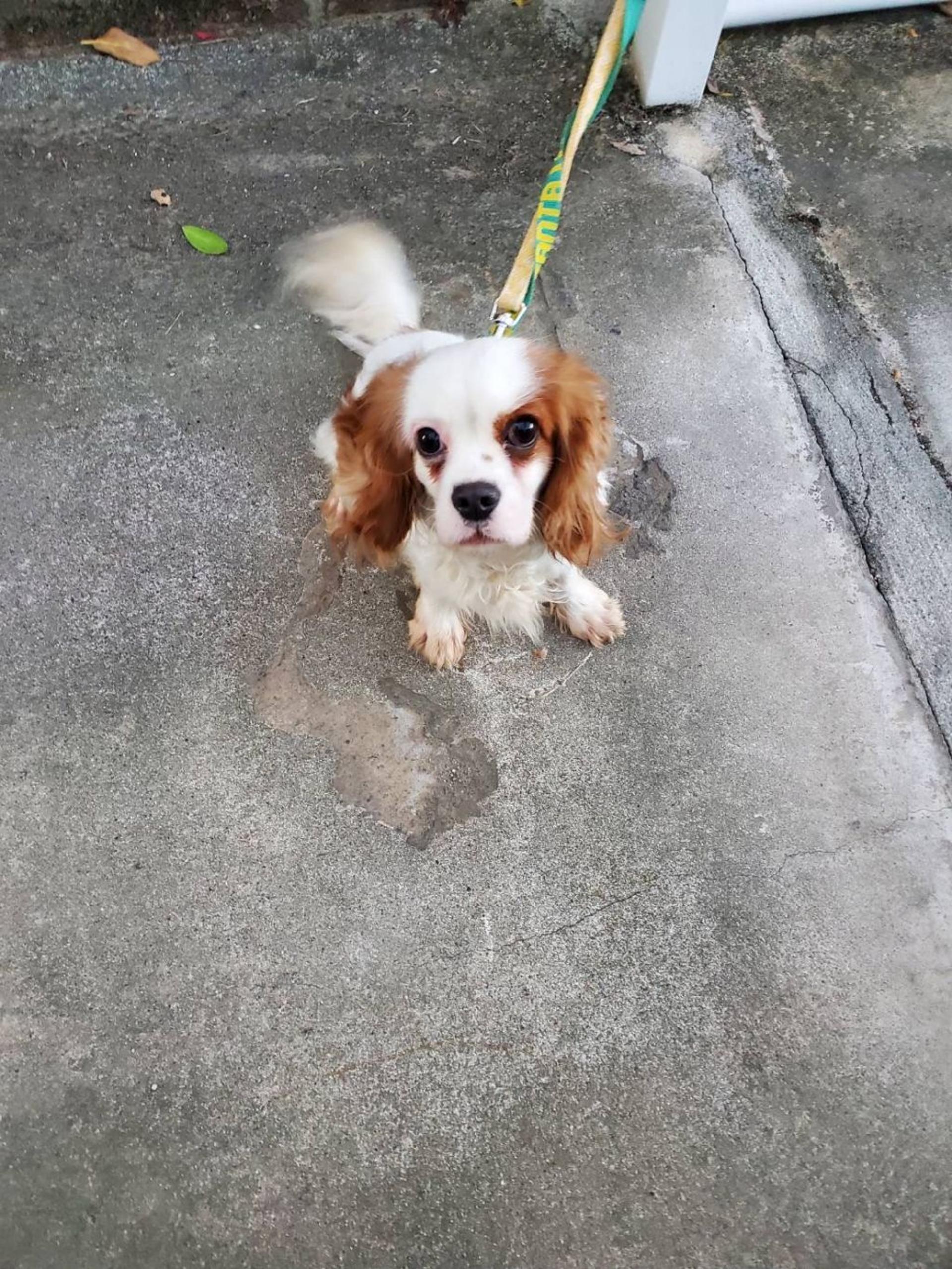pet-image-3