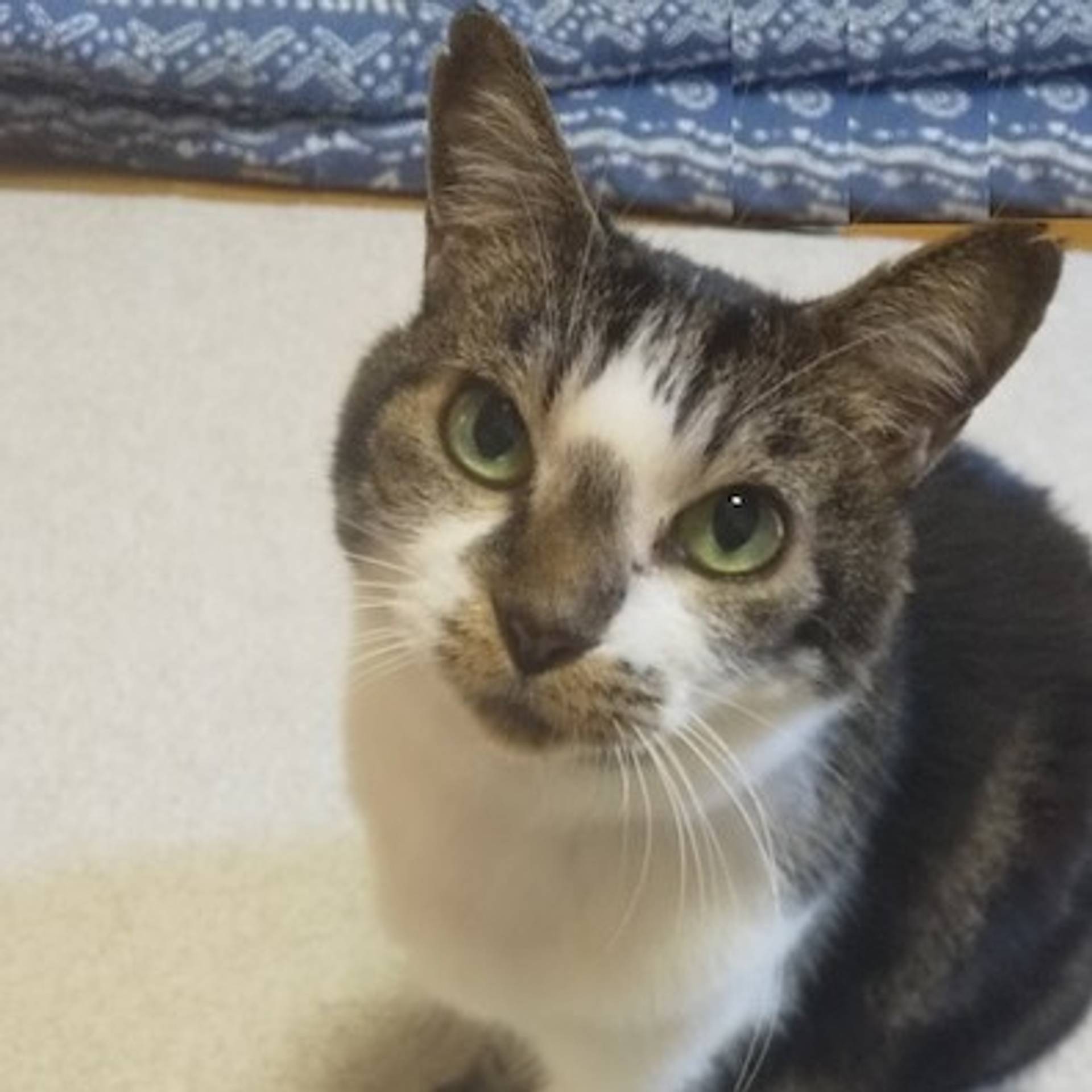 雑種（ミックス猫）・メスの里親募集の写真
