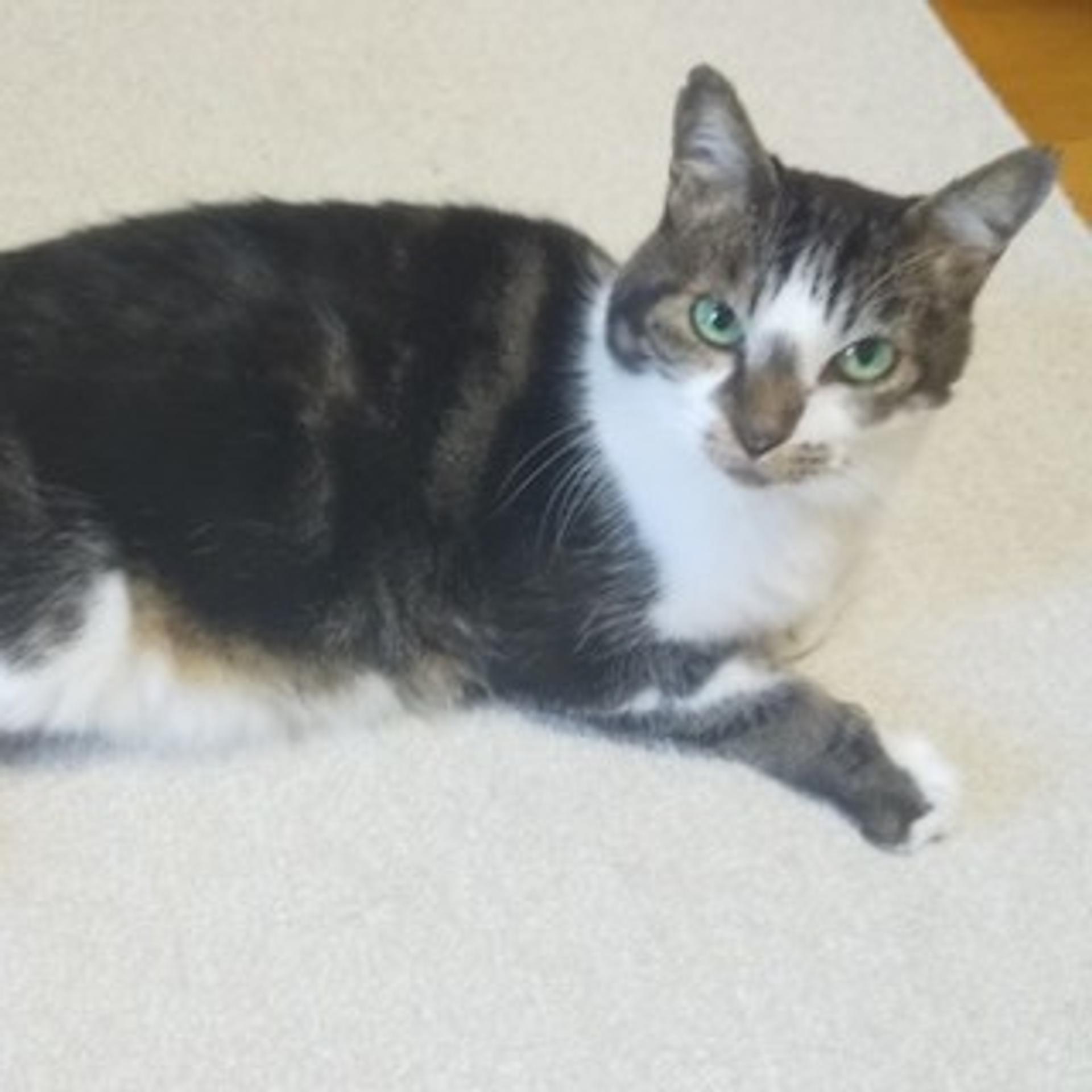 pet-image-2