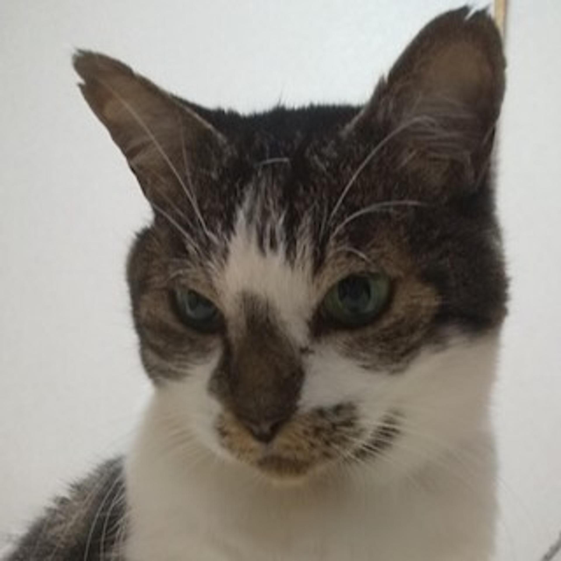 pet-image-4