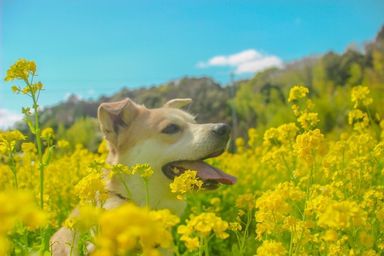 雑種（ミックス犬）・オスの里親募集の写真