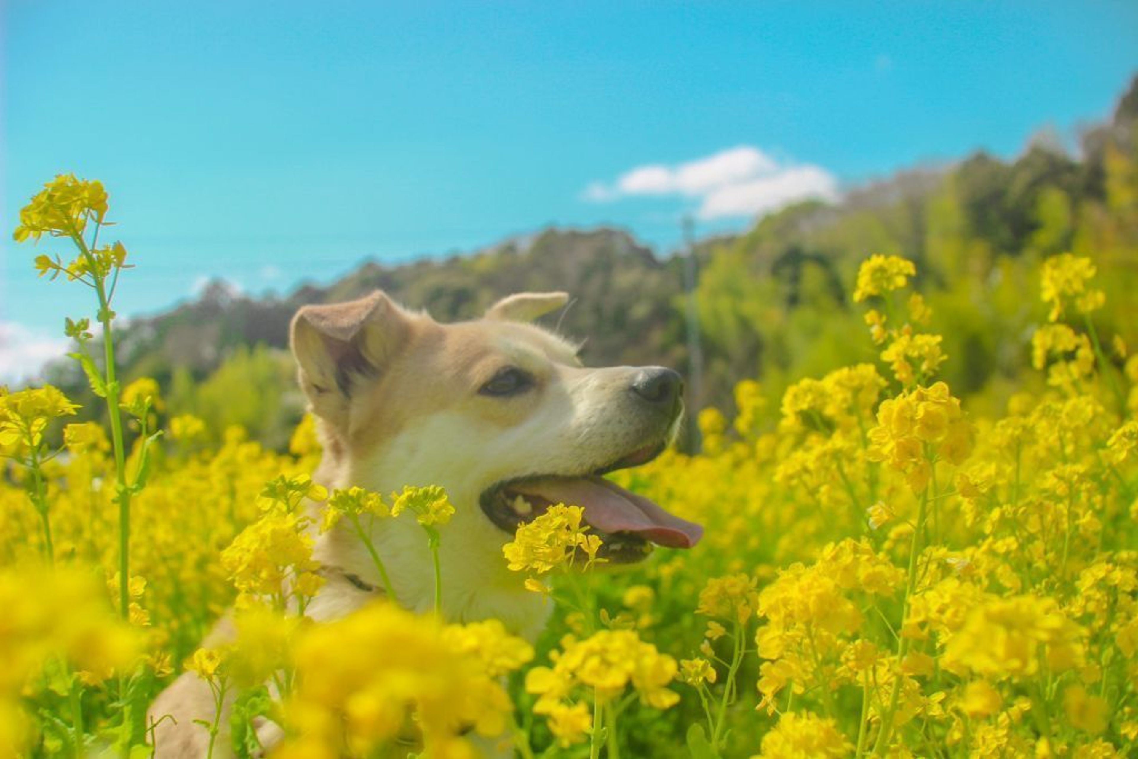 雑種（ミックス犬）・オスの里親募集の写真