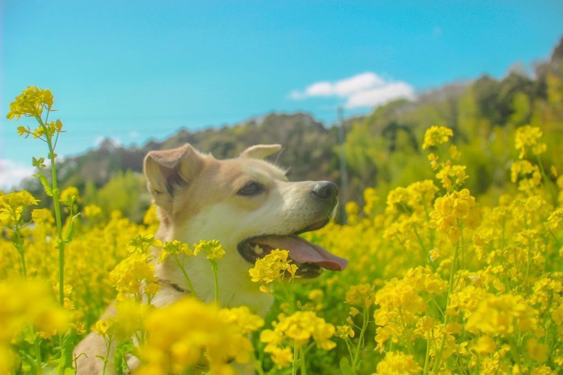 雑種（ミックス犬）・オスの里親募集の写真
