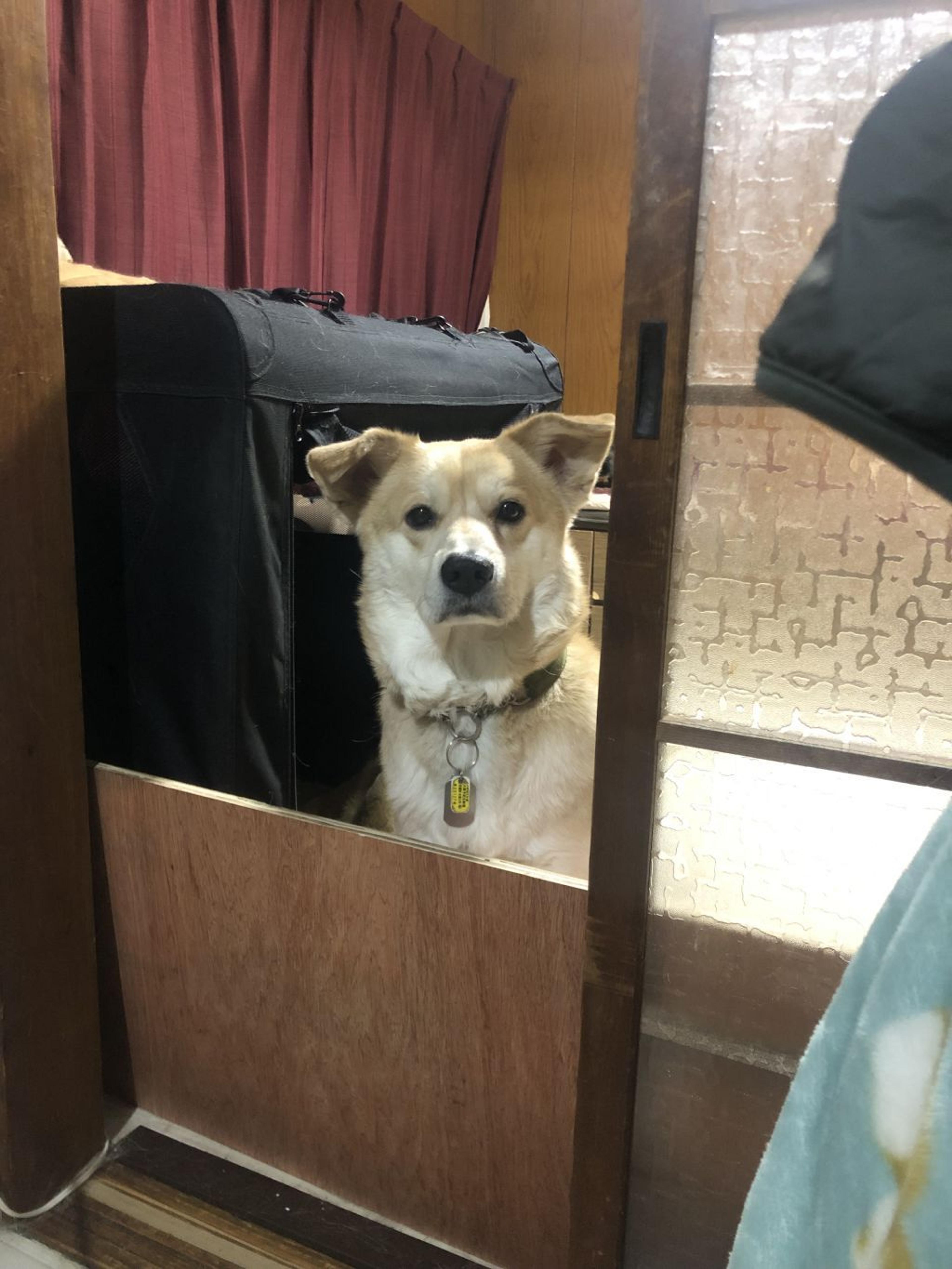 pet-image-2