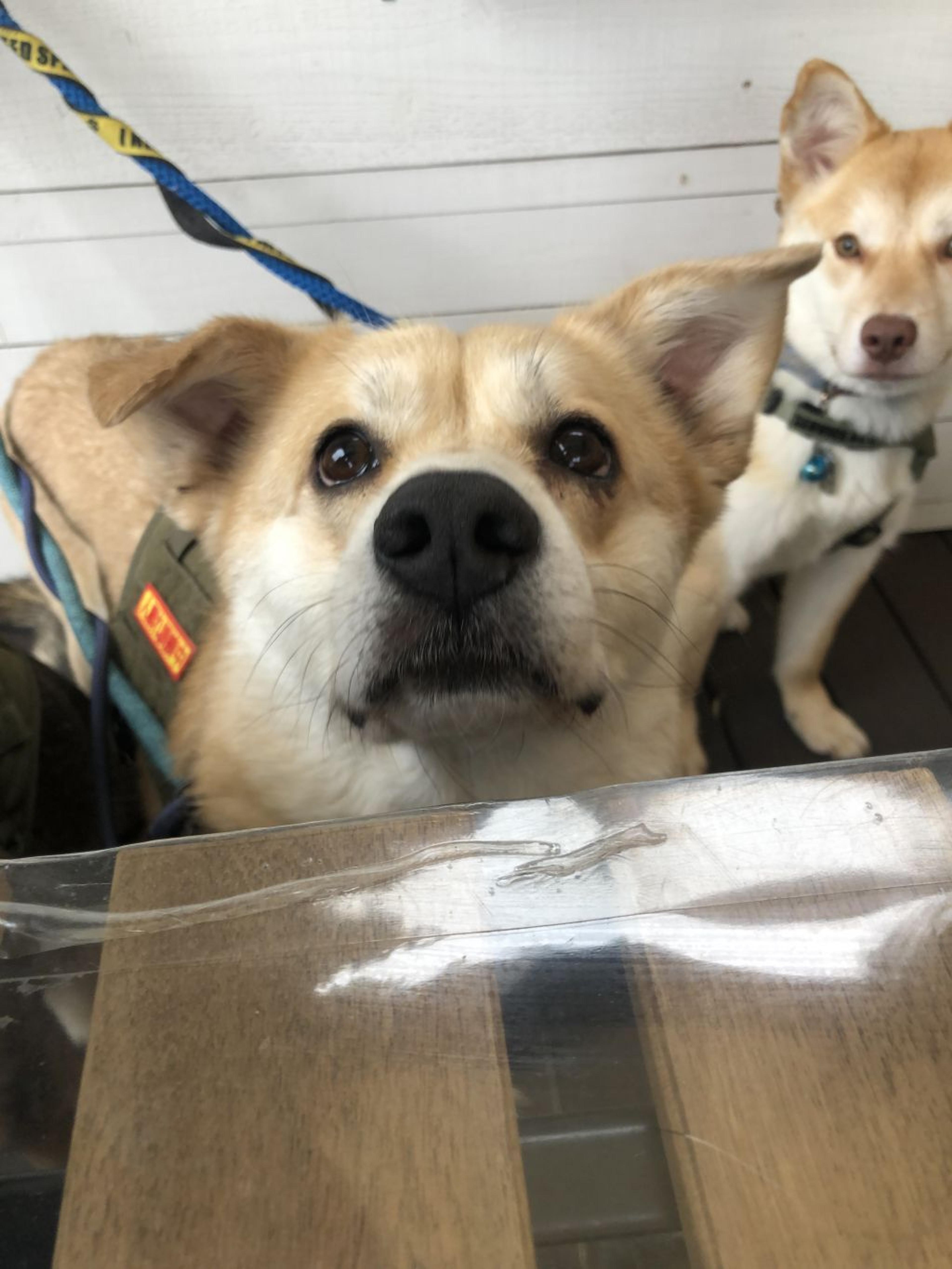 pet-image-4