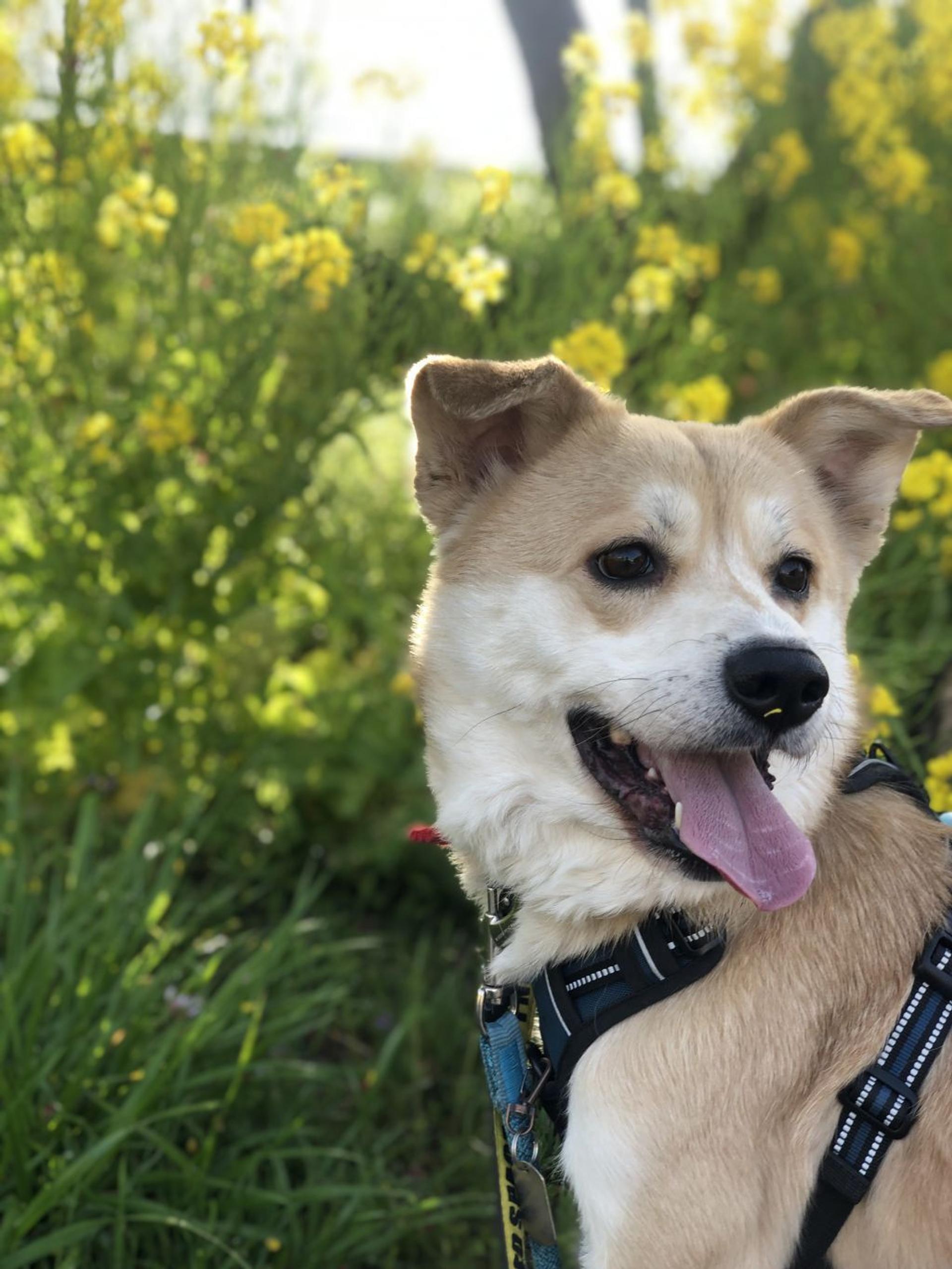 pet-image-5