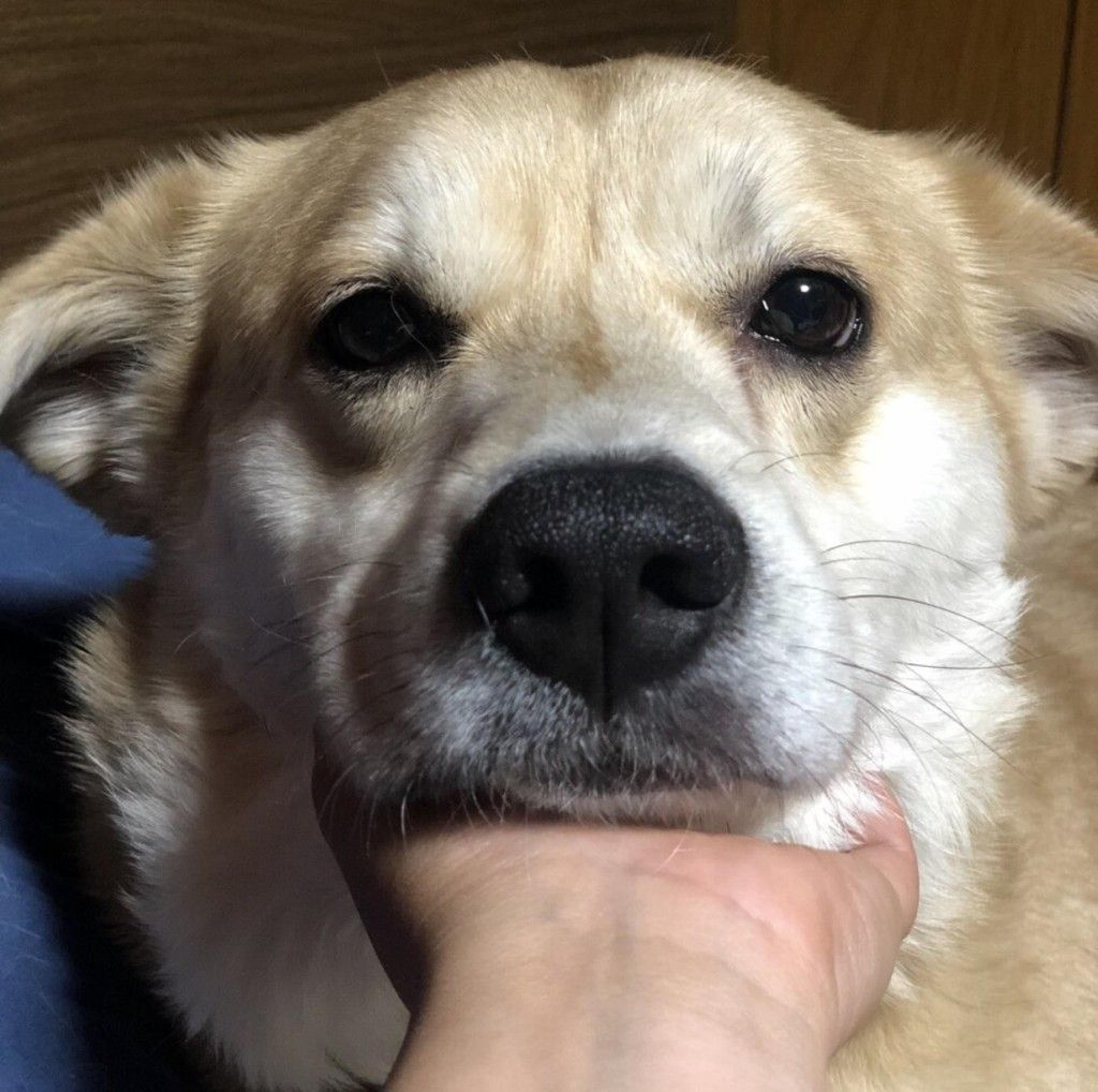 pet-image-7