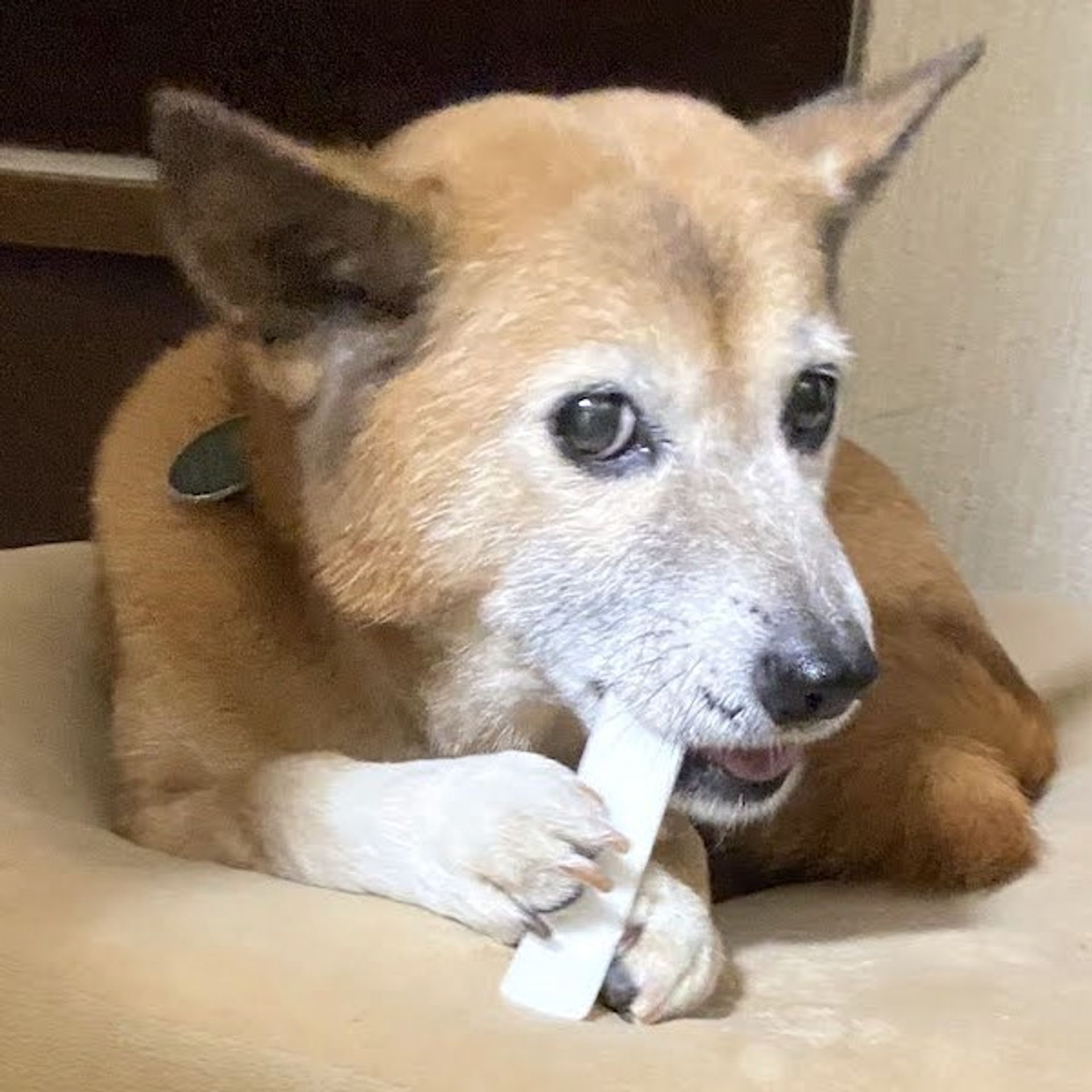 雑種（ミックス犬）・メスの里親募集の写真
