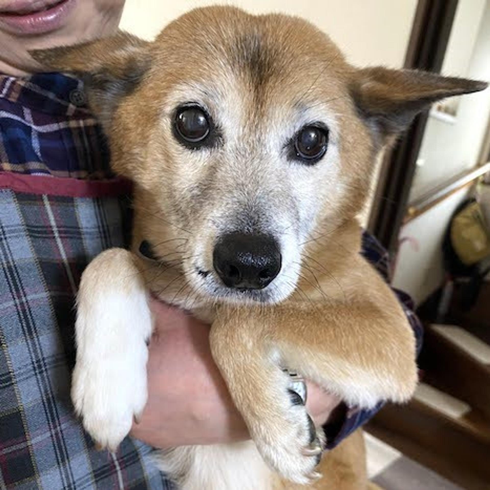 pet-image-2