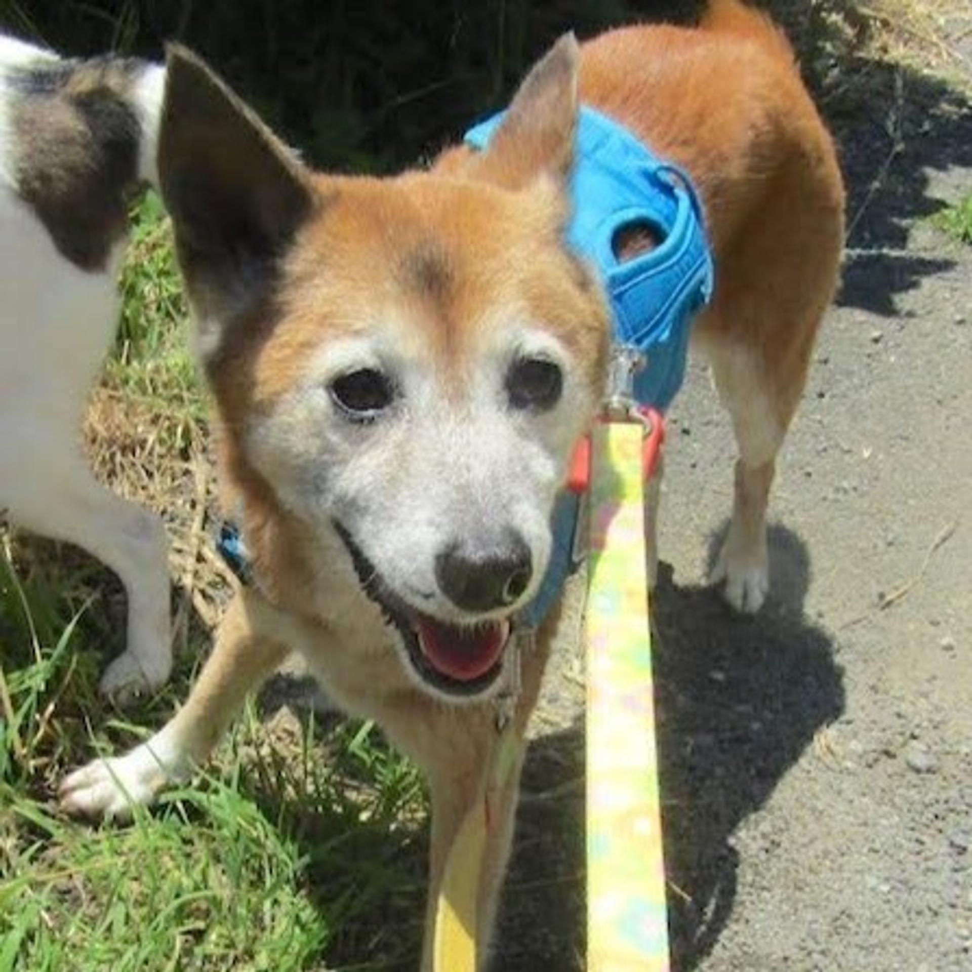 pet-image-4