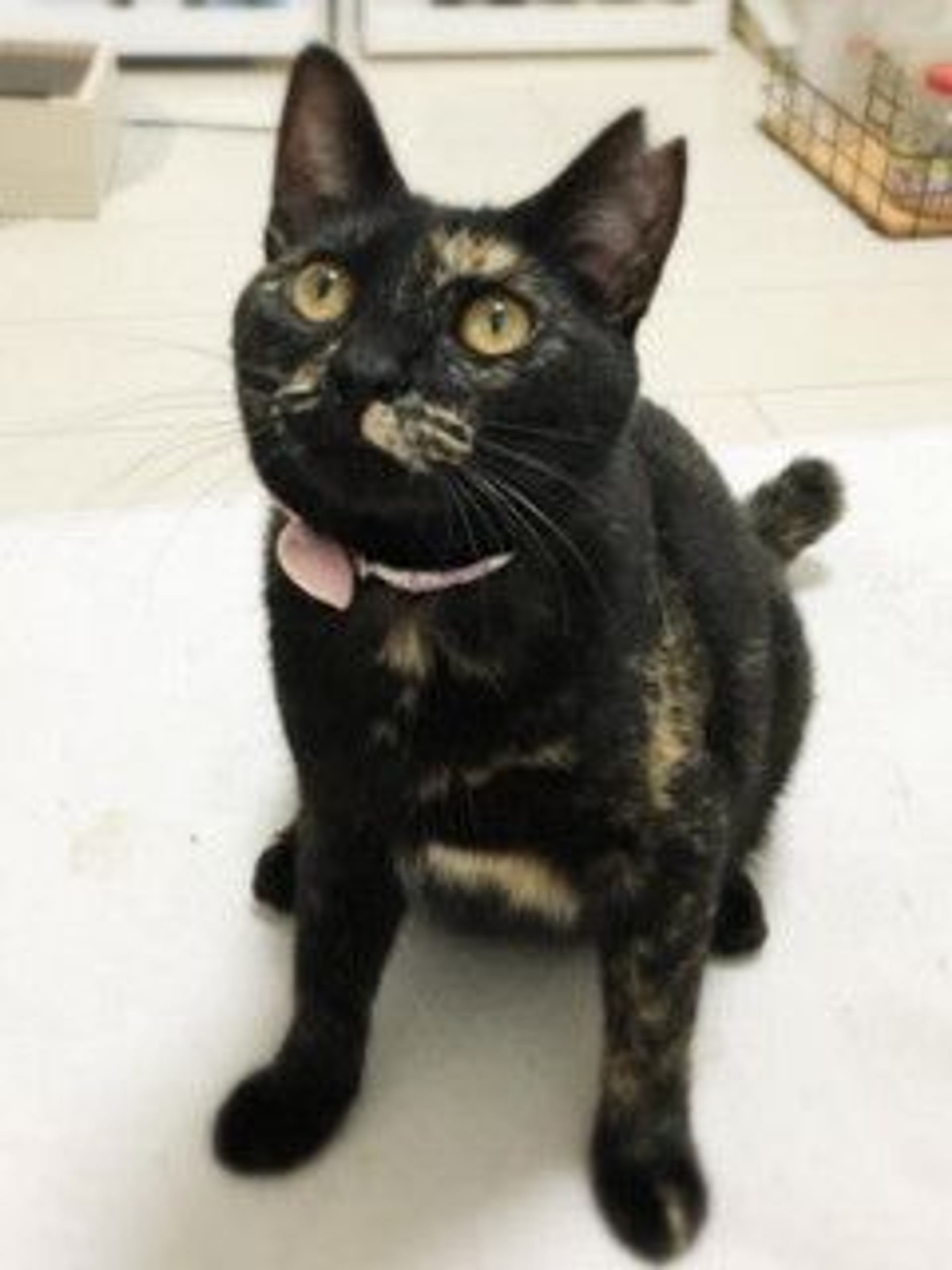雑種（ミックス猫）・メスの里親募集の写真