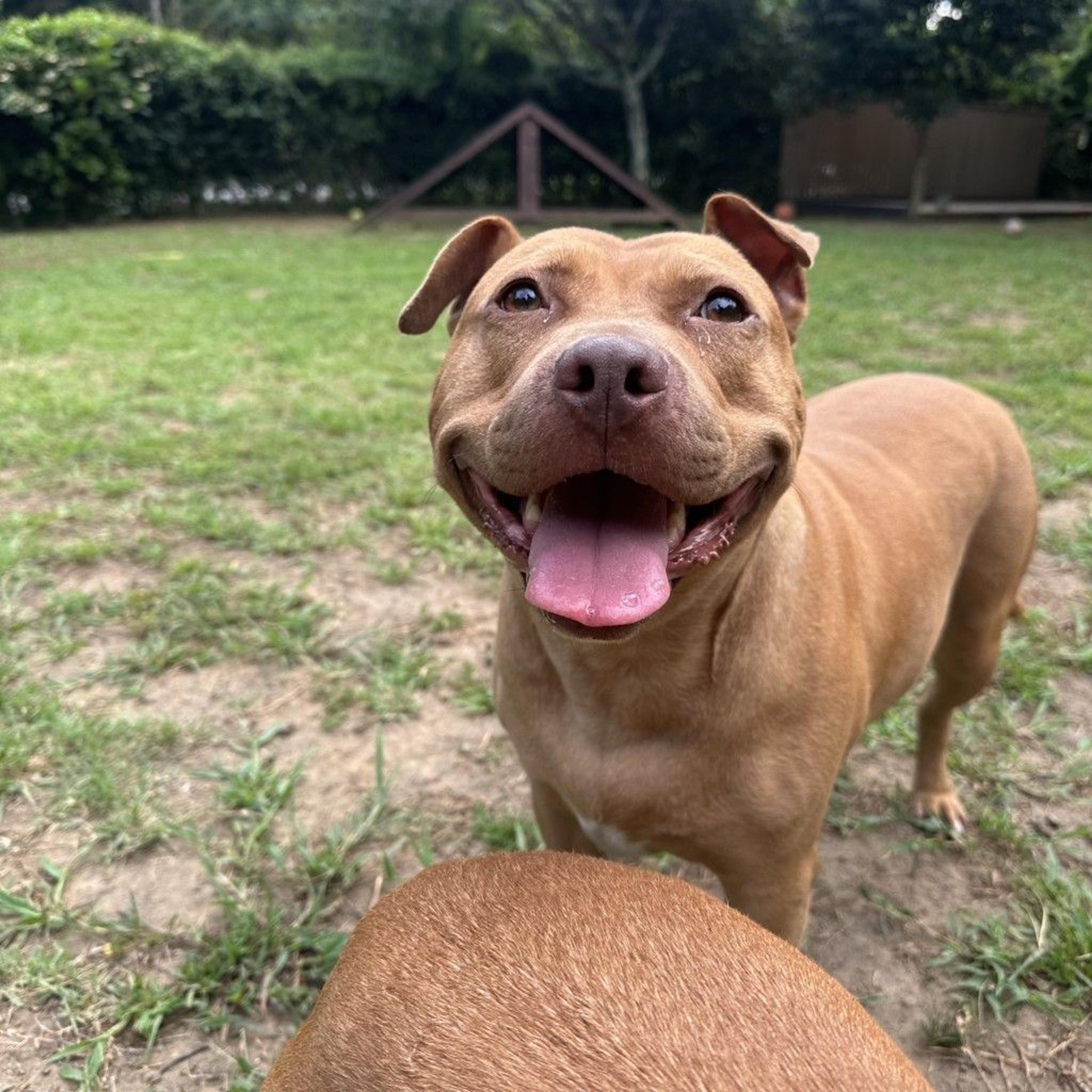 pet-image-2