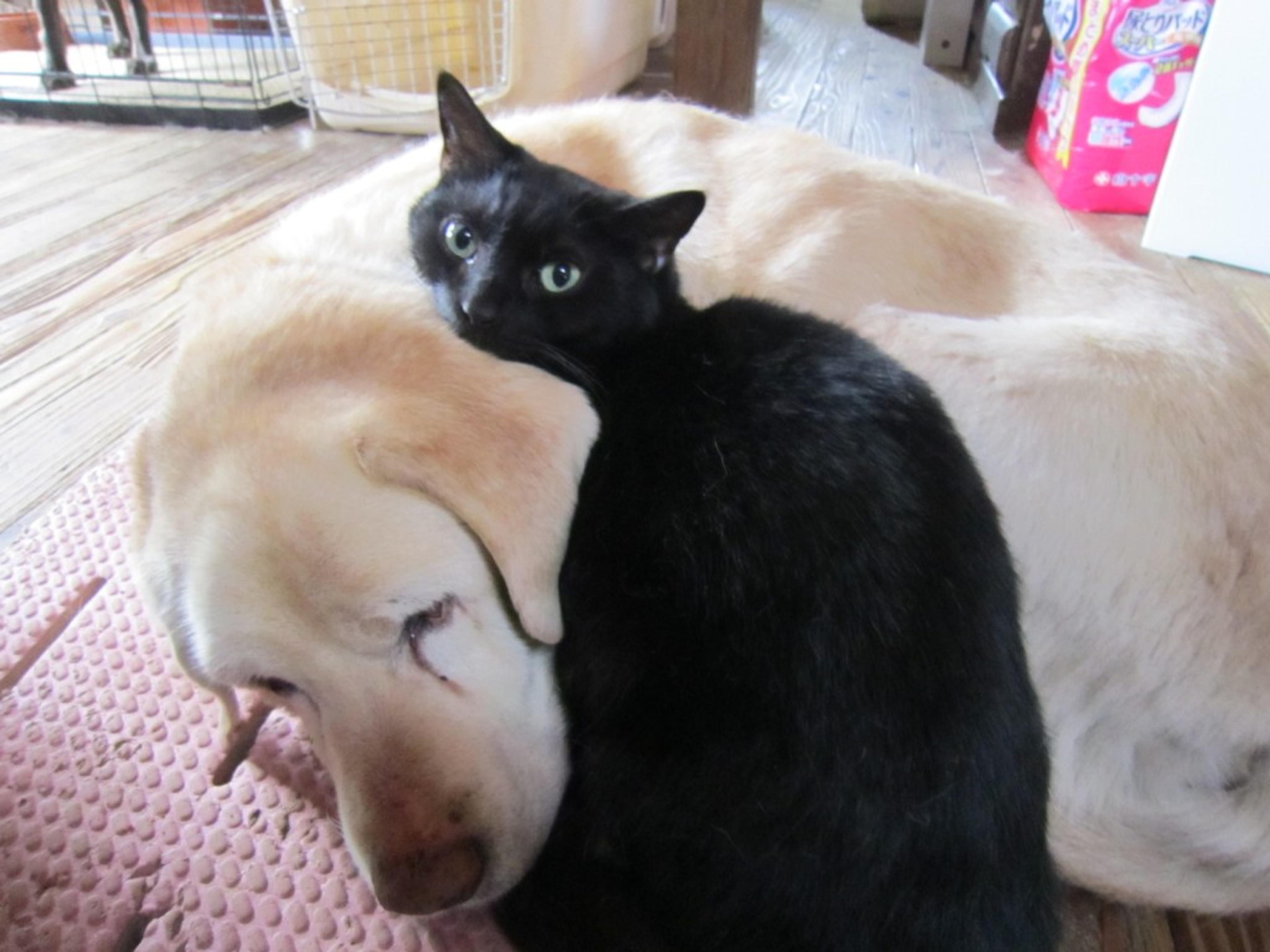 pet-image-3